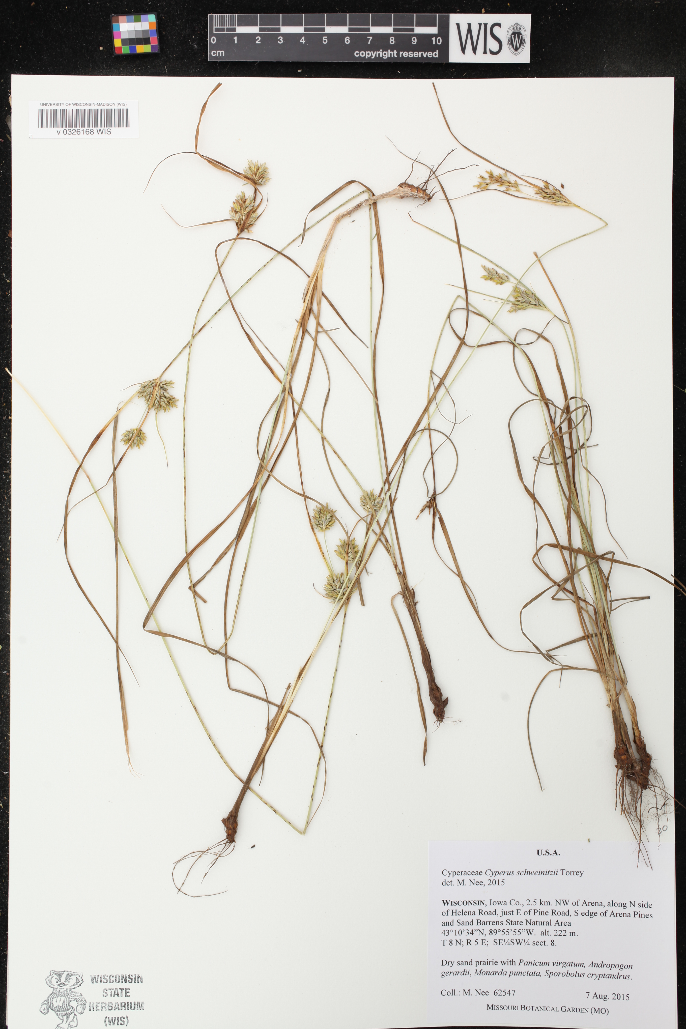 Cyperus schweinitzii image