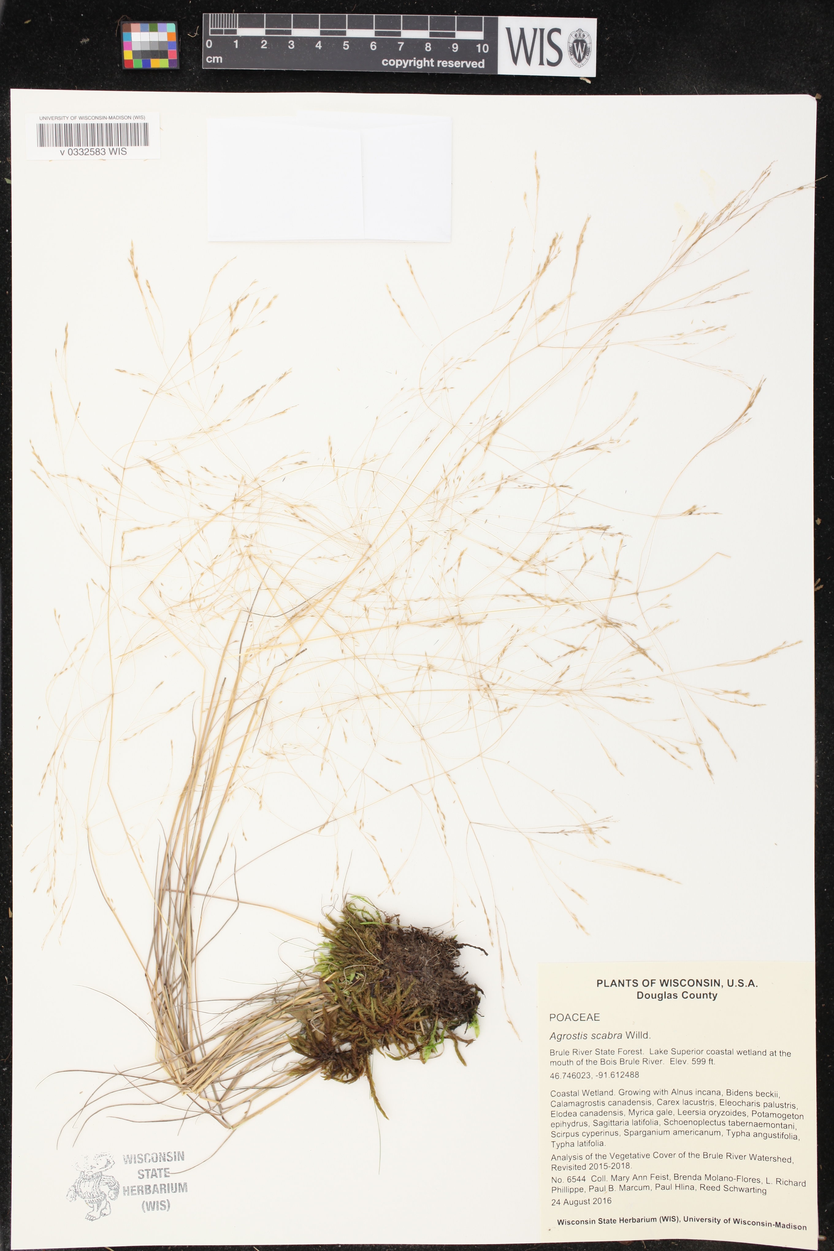 Agrostis scabra image