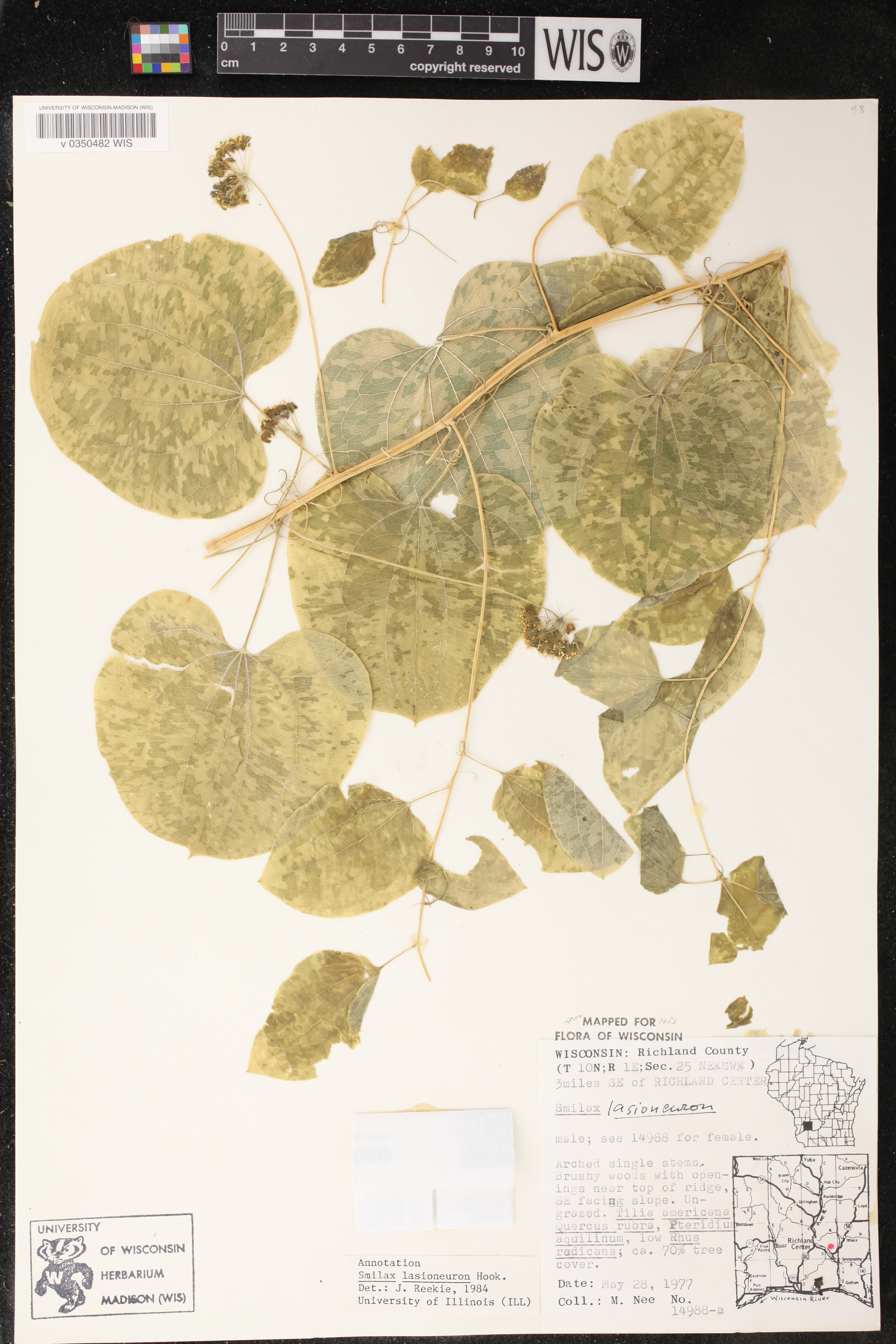 Smilax lasioneura image