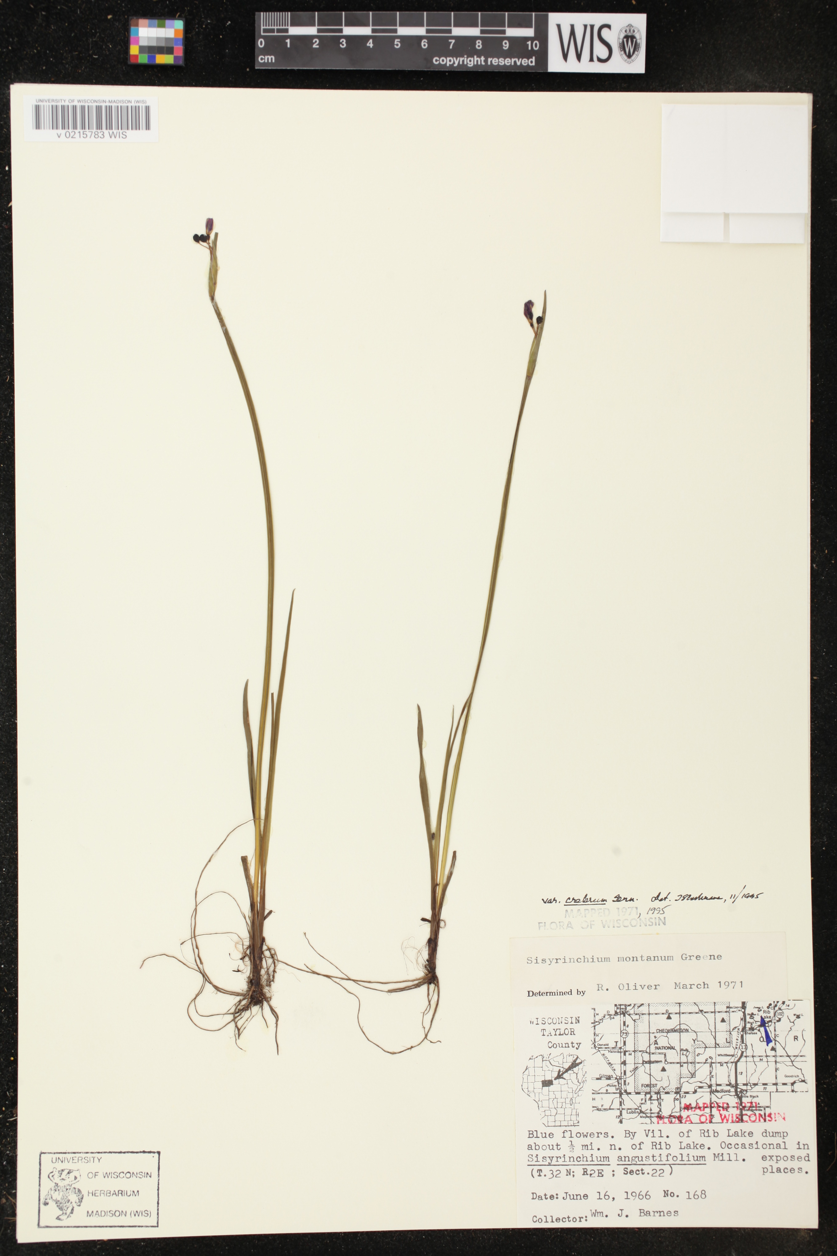 Sisyrinchium montanum image