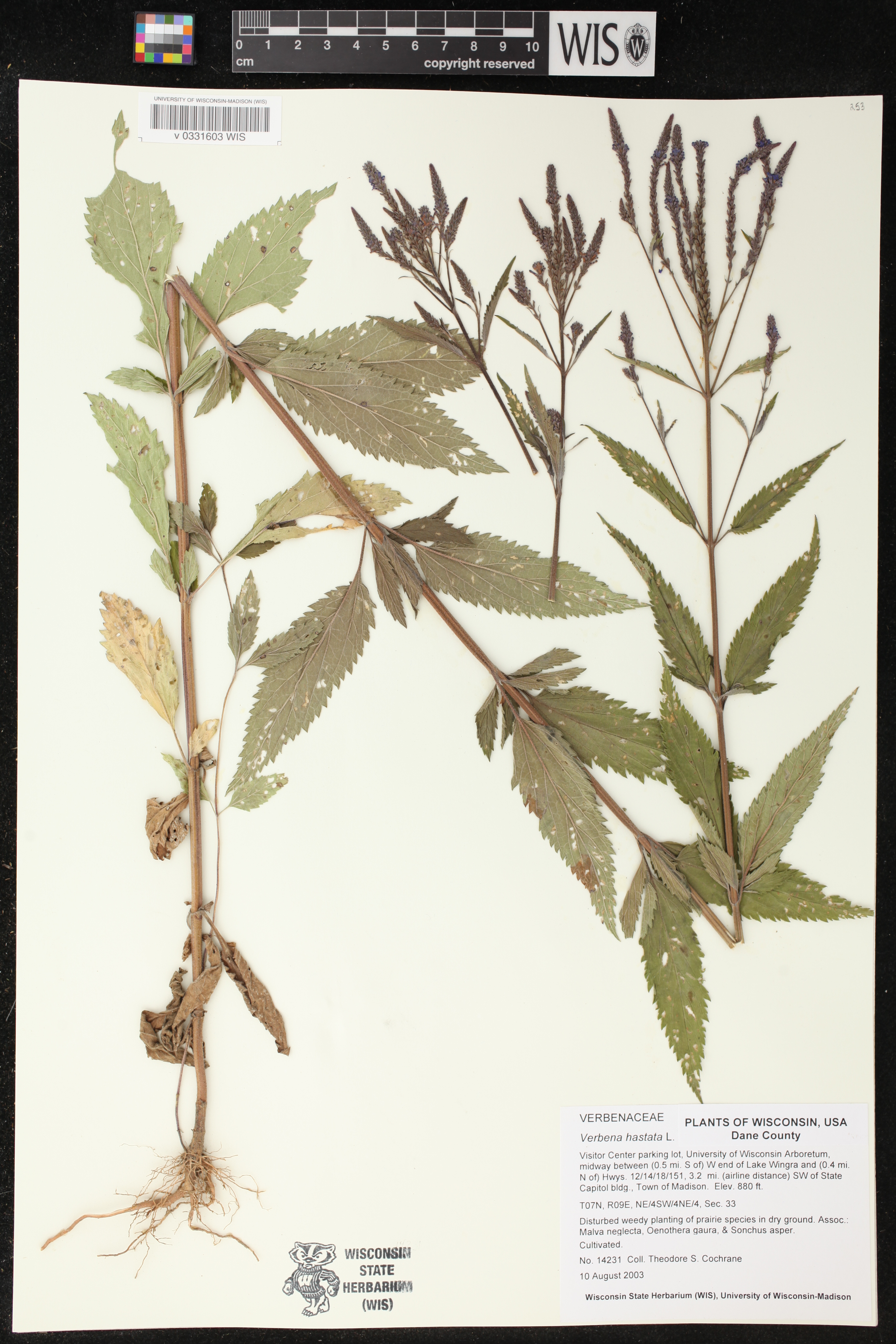 Verbena hastata image