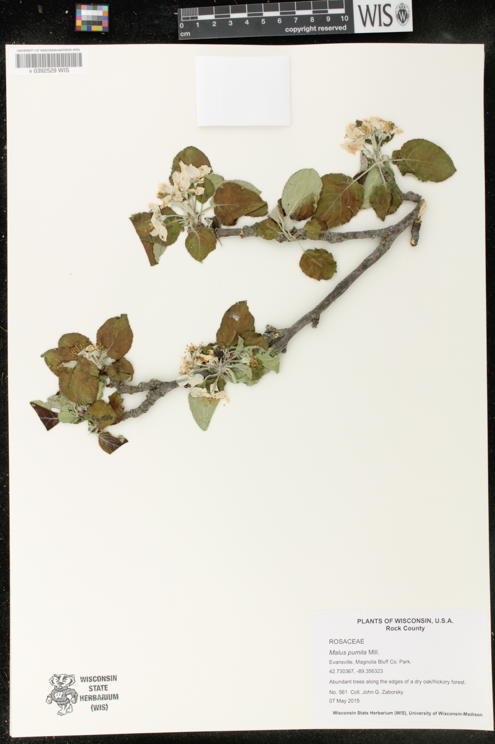 Malus pumila image