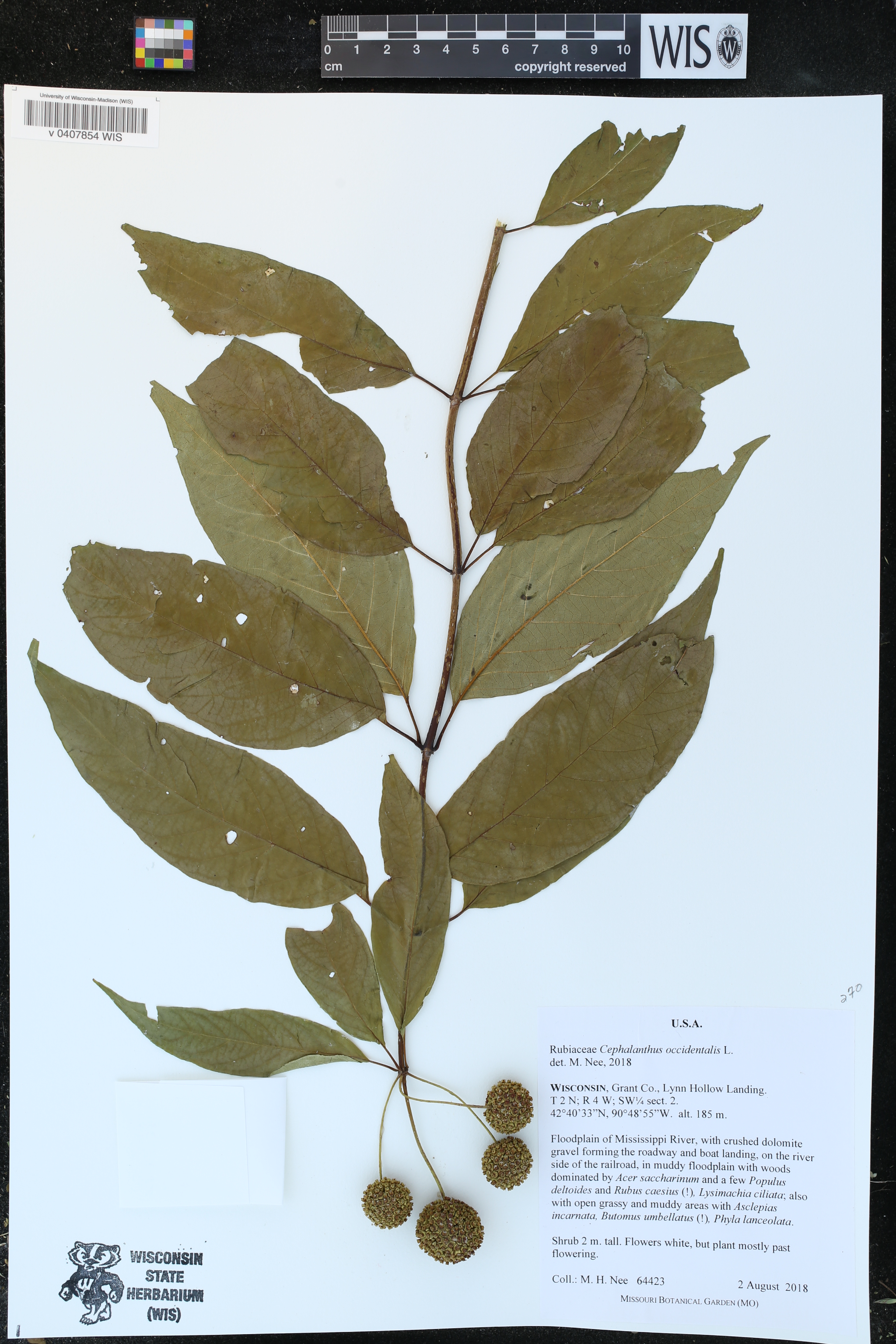 Cephalanthus occidentalis image
