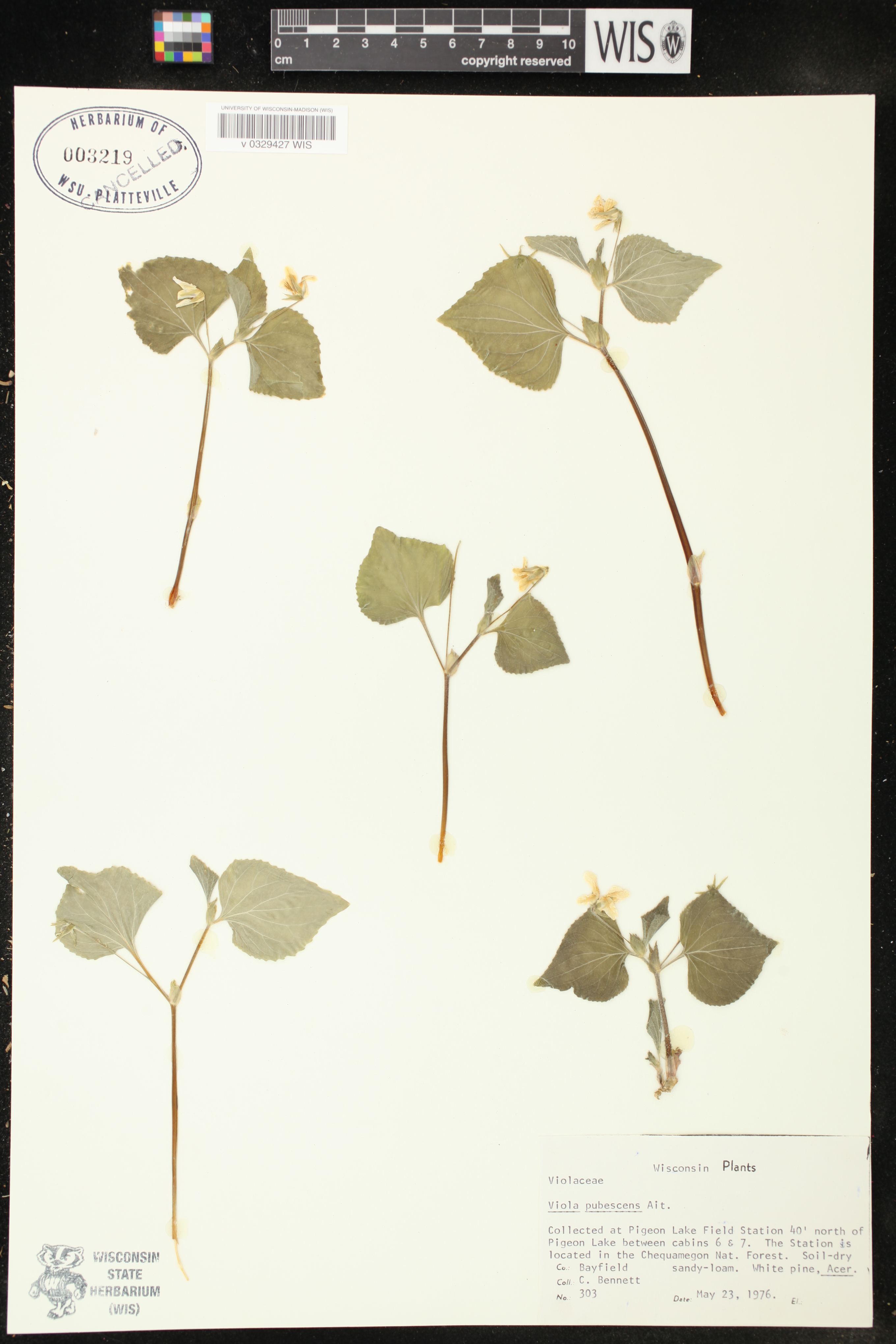 Viola pubescens image