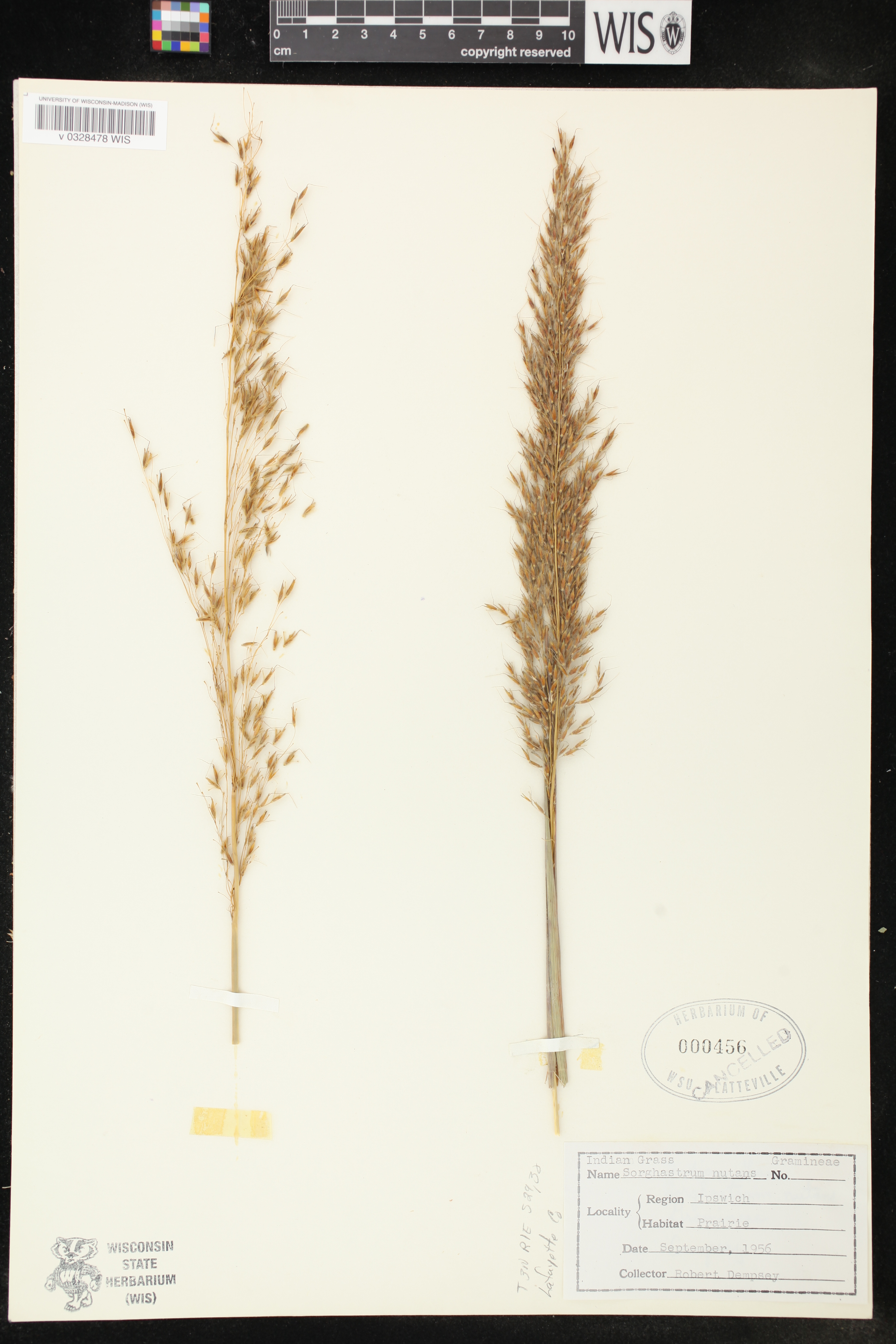 Sorghastrum nutans image
