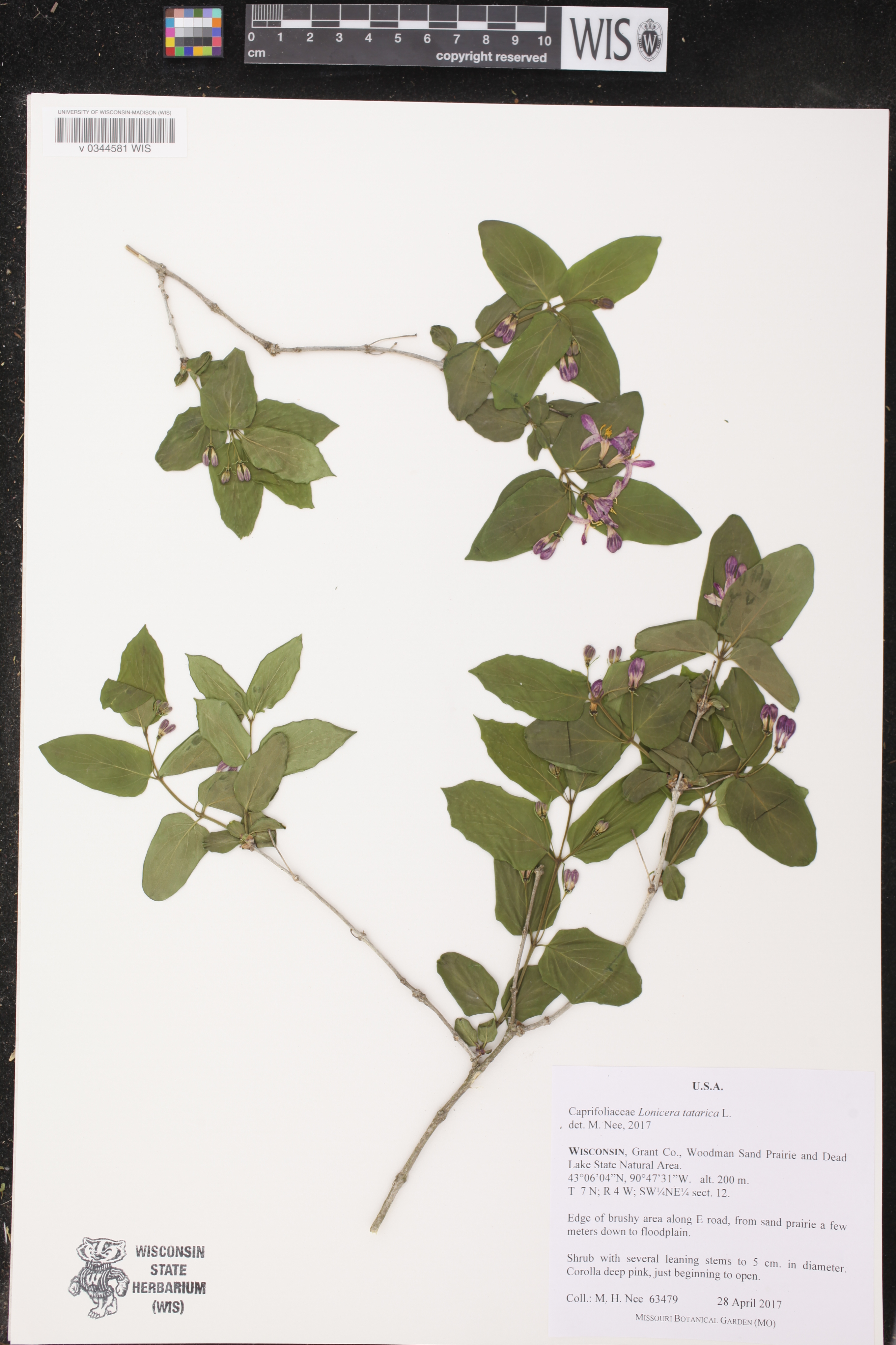 Lonicera tatarica image