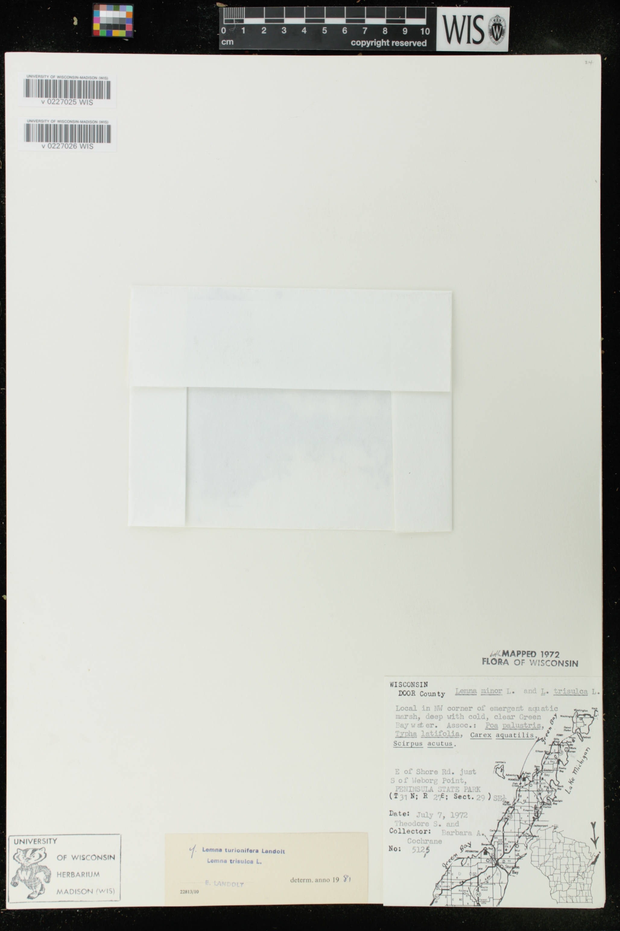 Lemna trisulca image