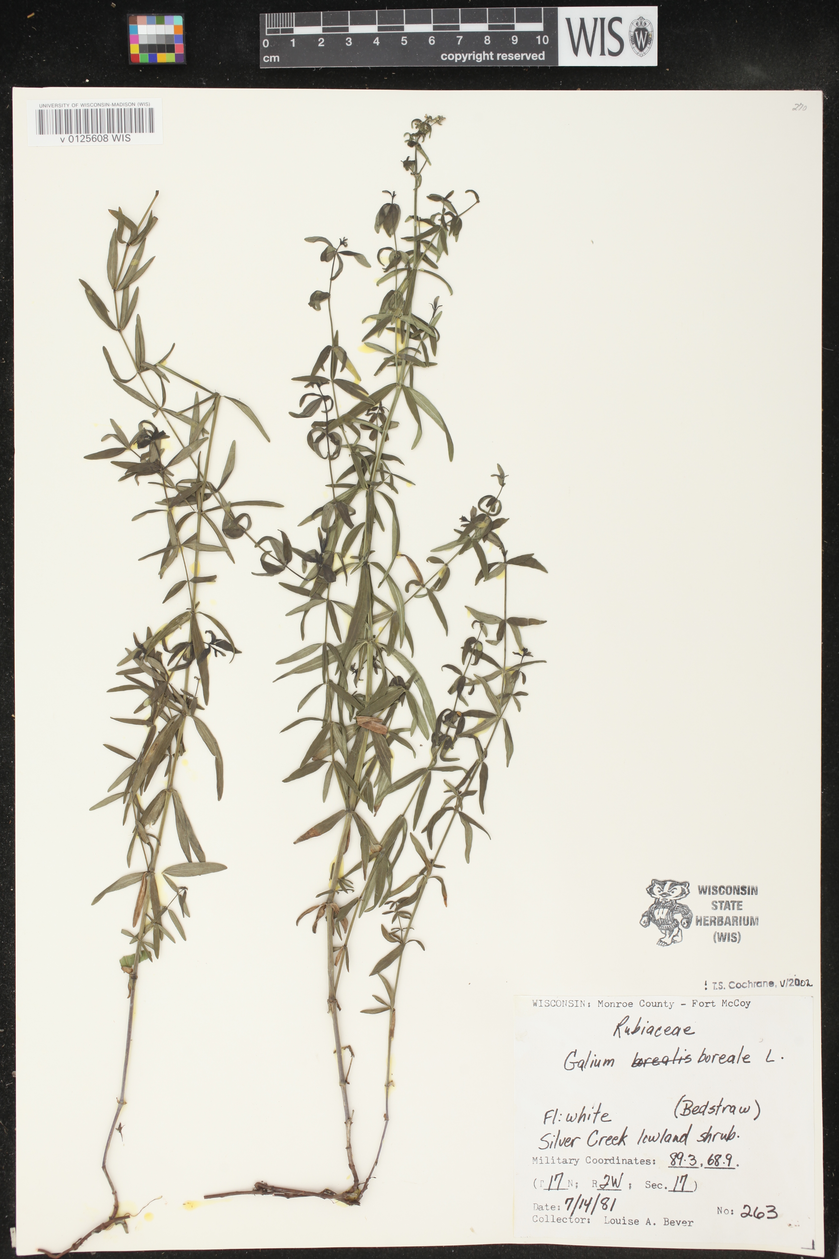 Galium boreale image