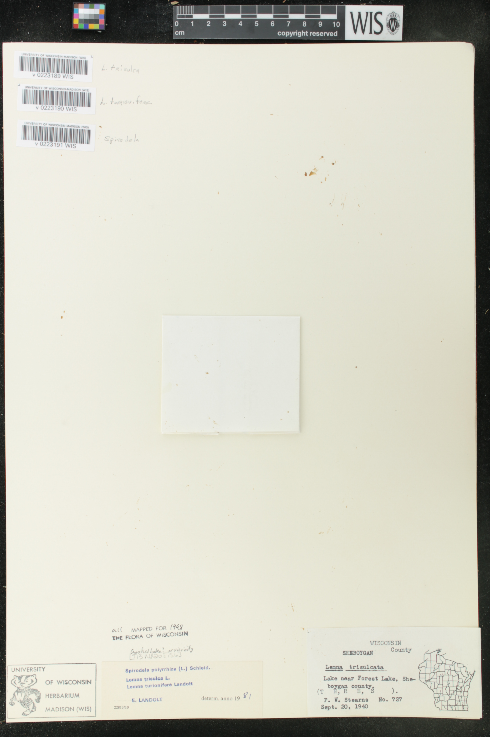 Lemna trisulca image