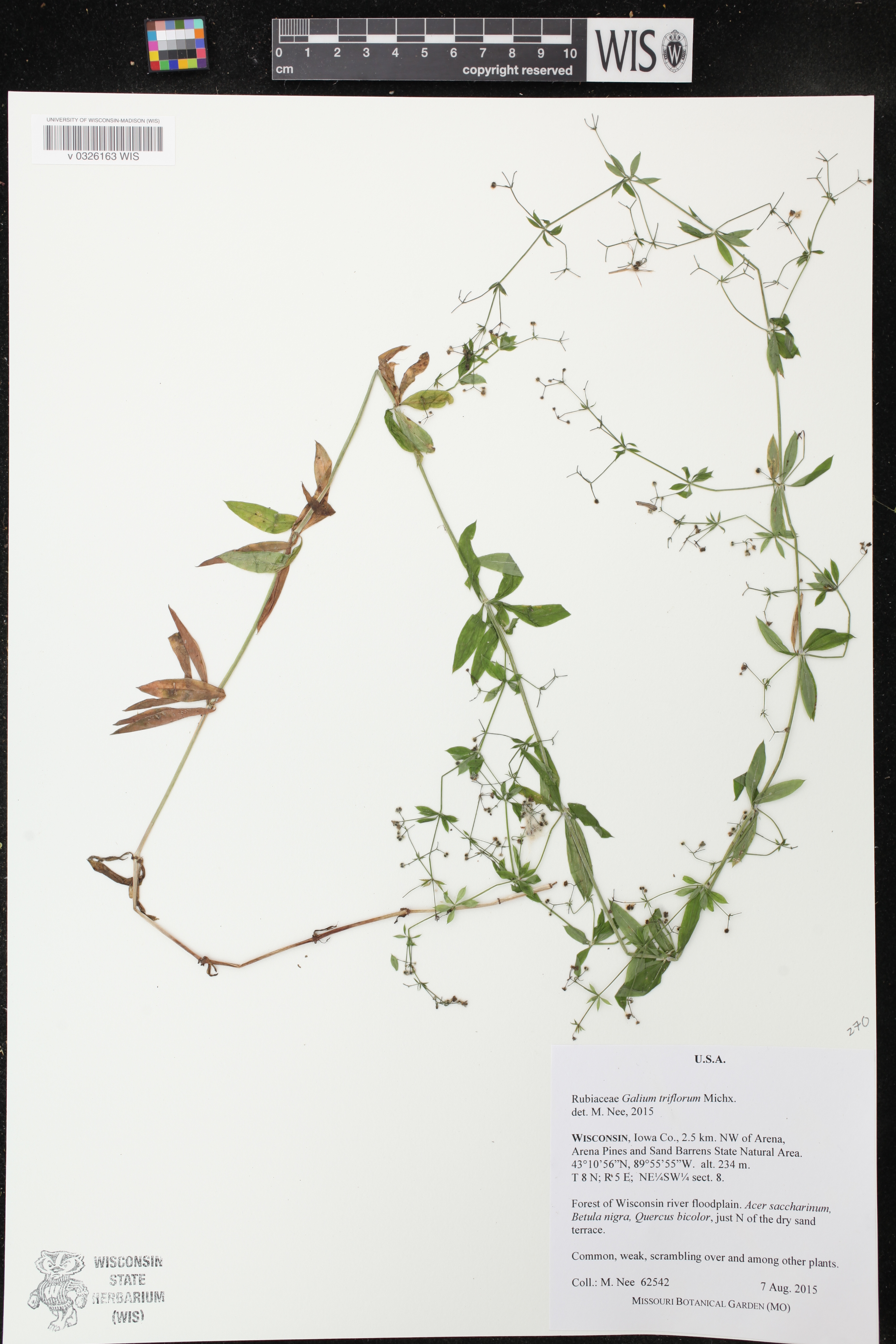 Galium triflorum image