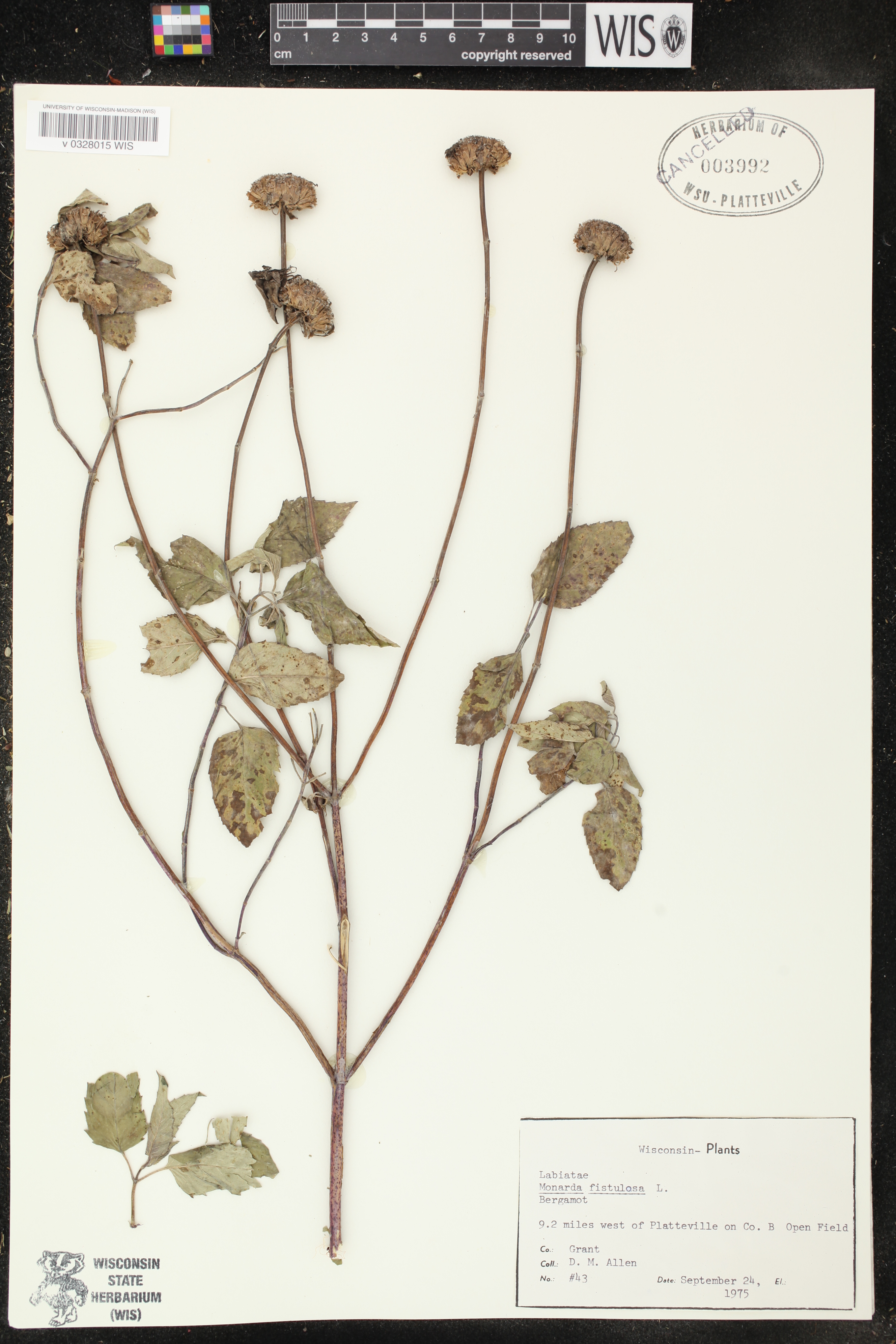 Monarda fistulosa image