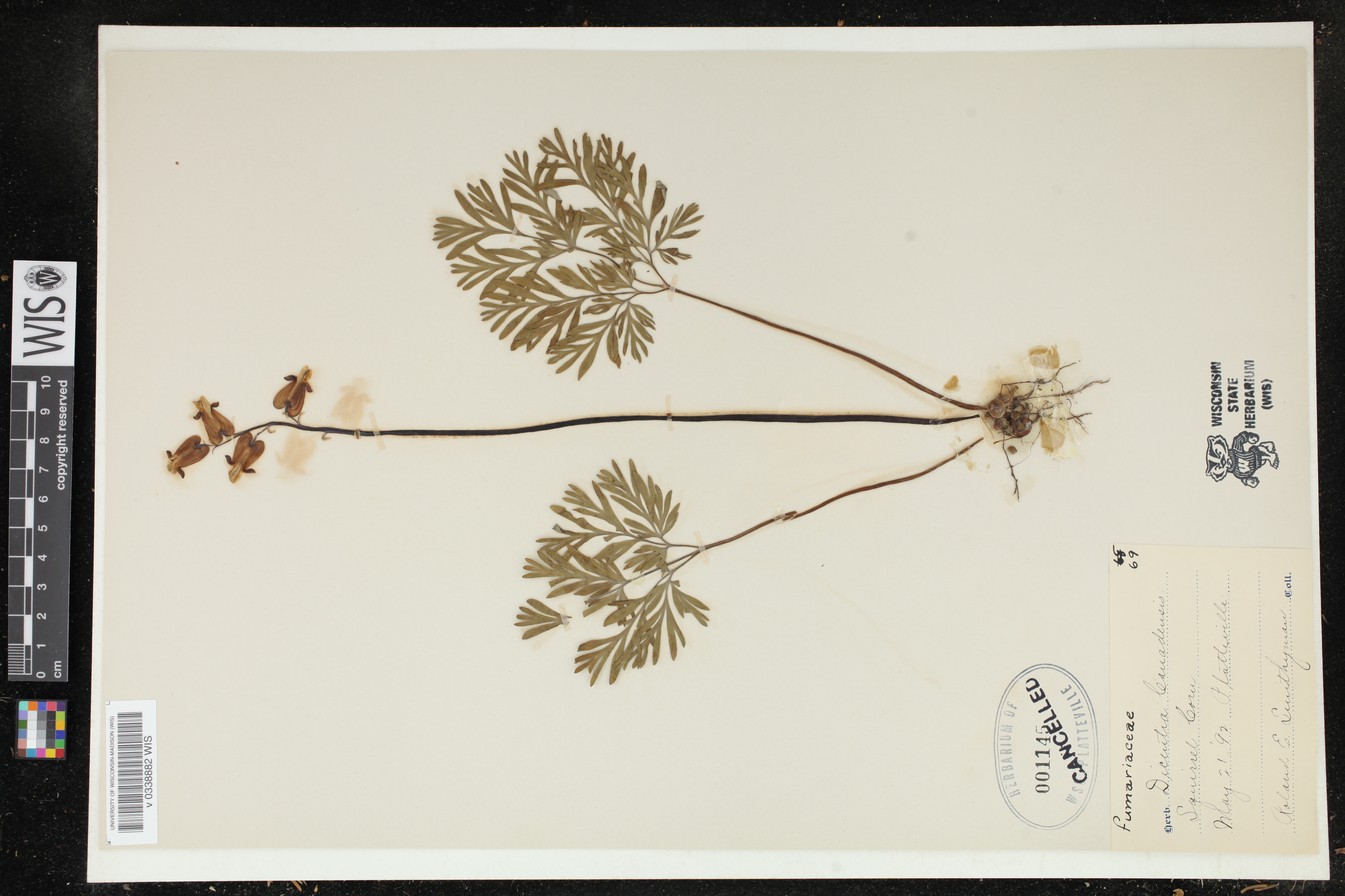 Dicentra canadensis image