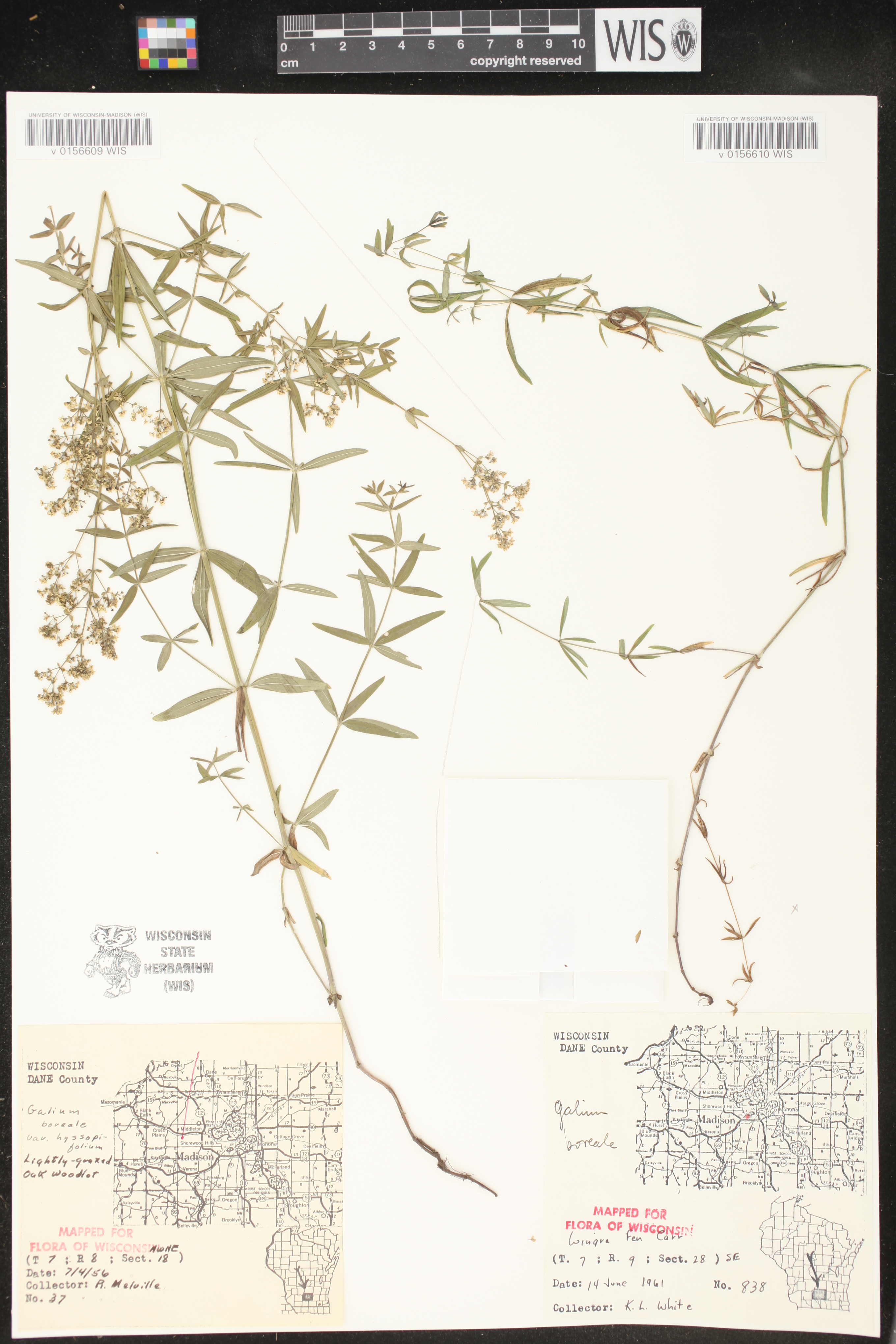 Galium boreale image
