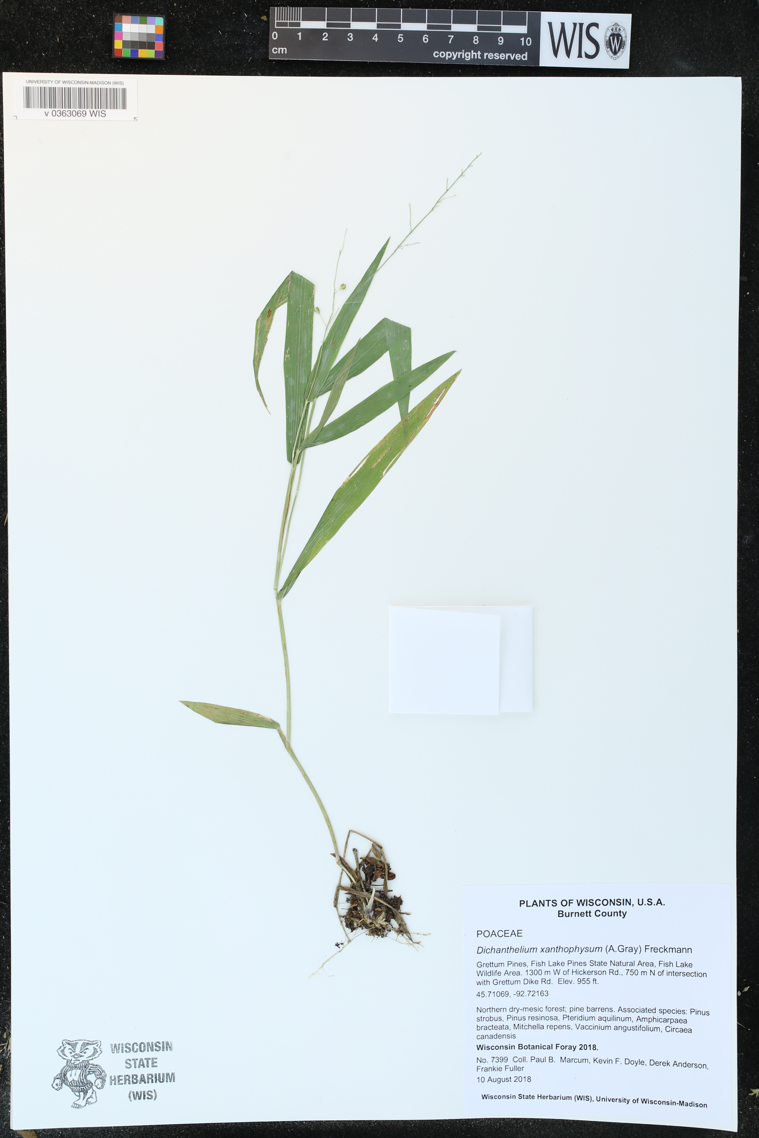 Dichanthelium xanthophysum image