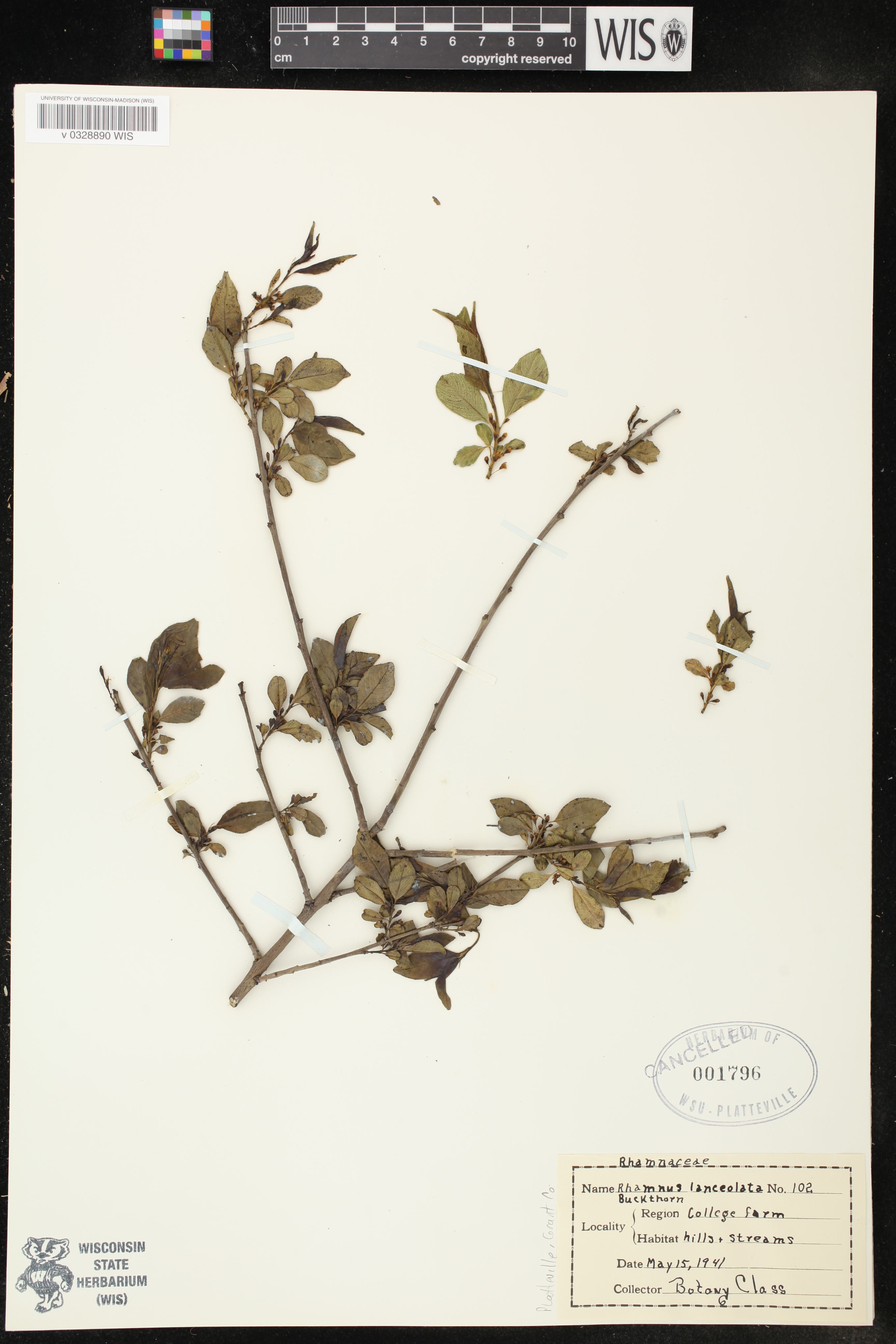 Rhamnus lanceolata image
