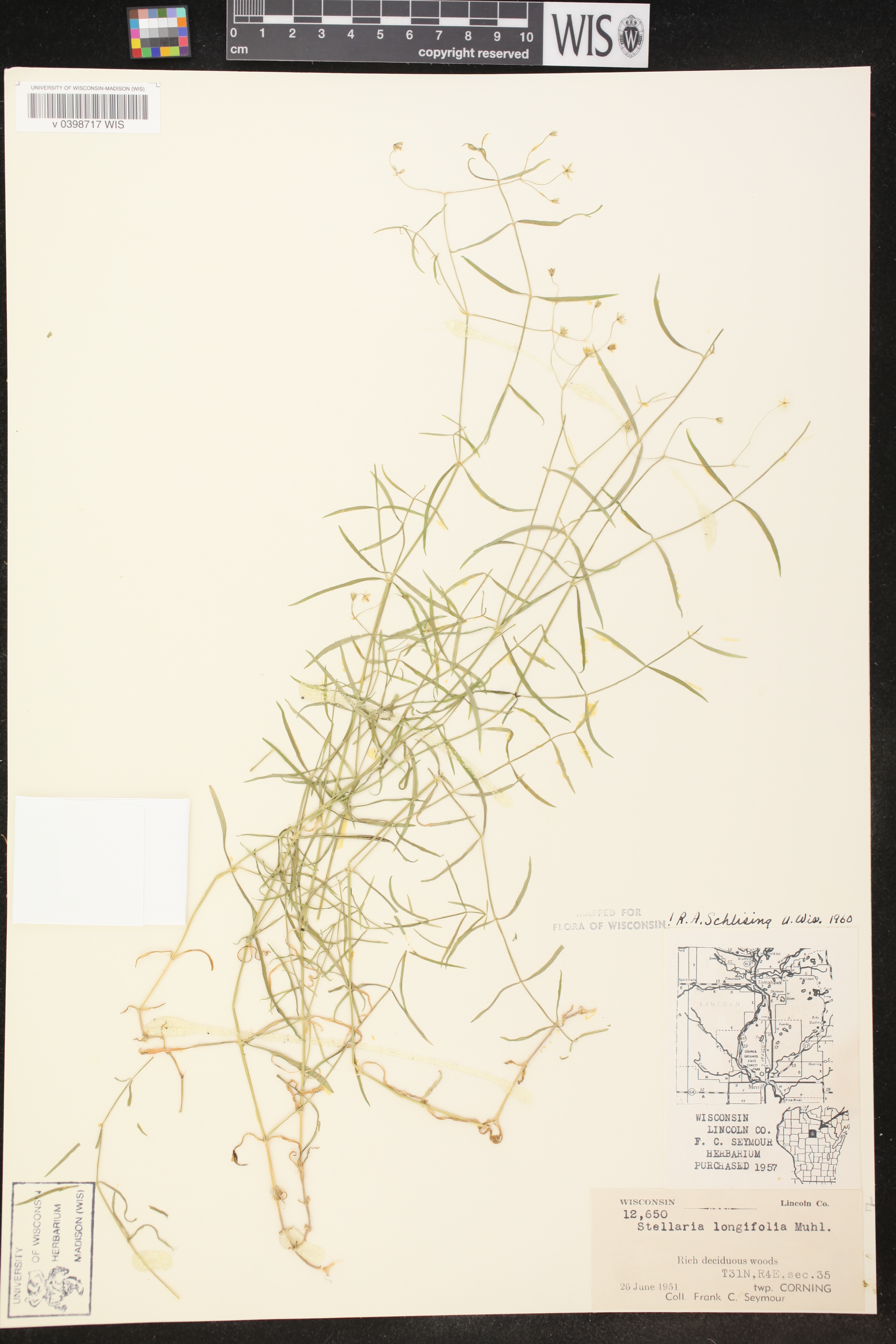 Stellaria longifolia image