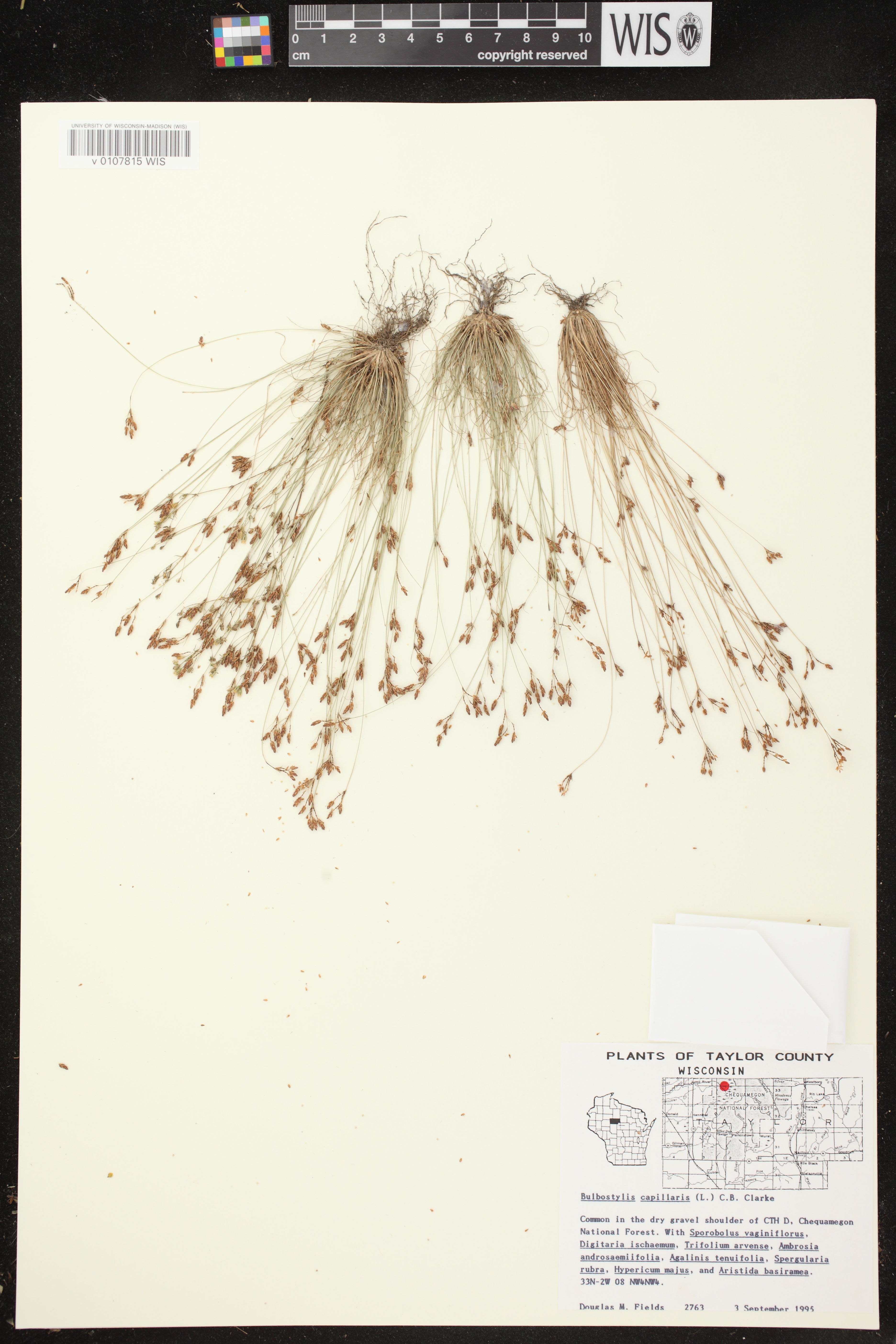 Bulbostylis capillaris image