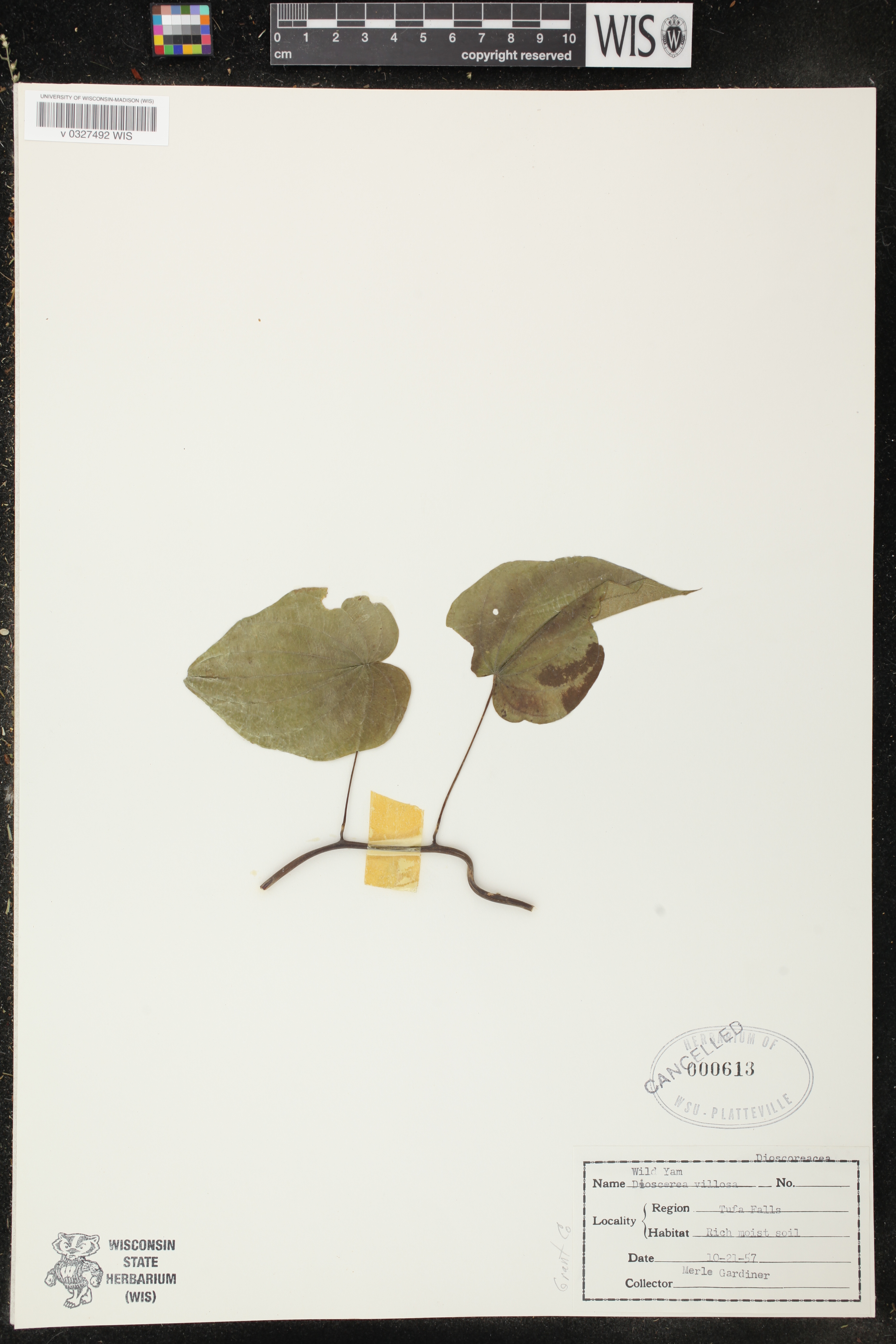 Dioscorea villosa image