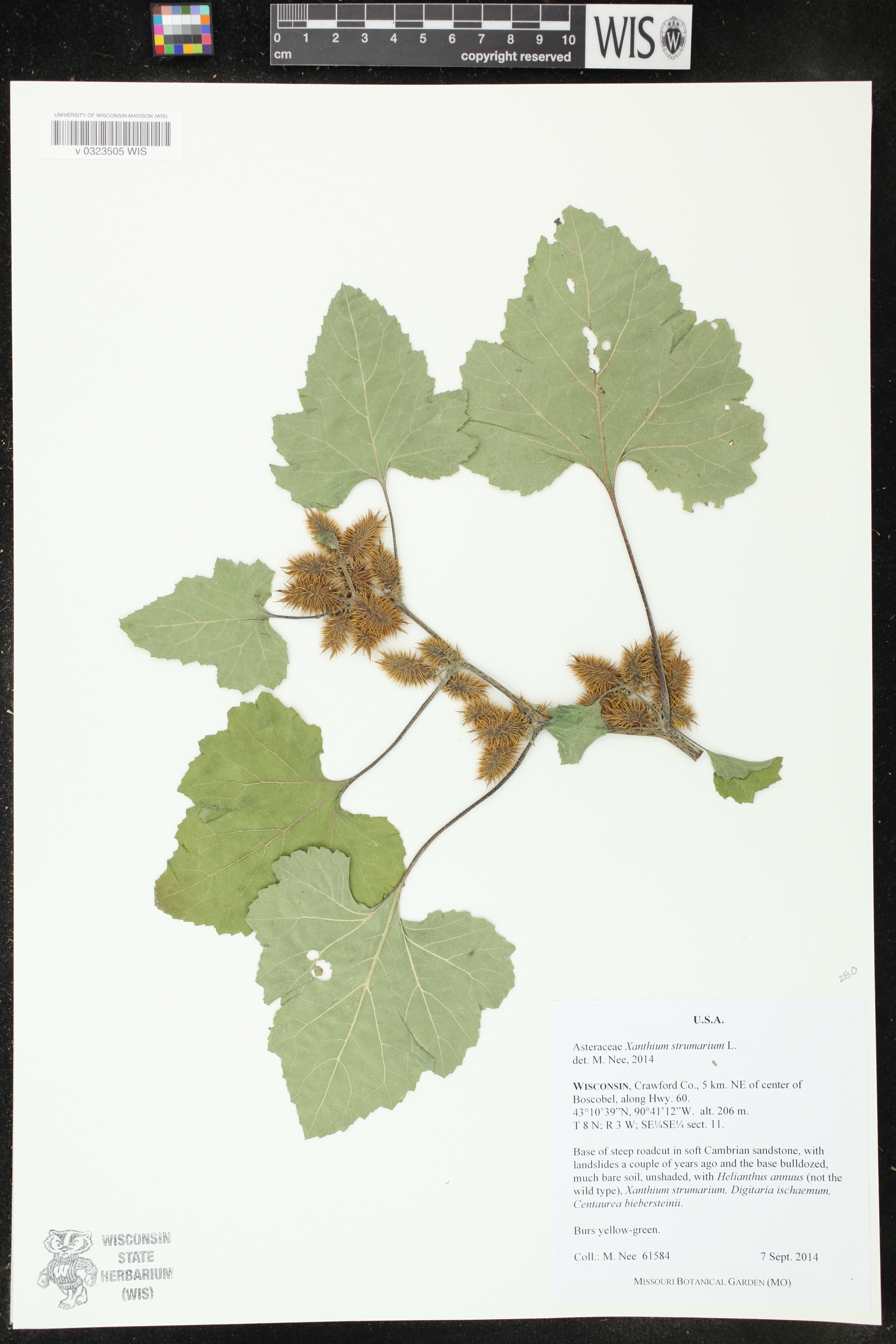 Xanthium strumarium image