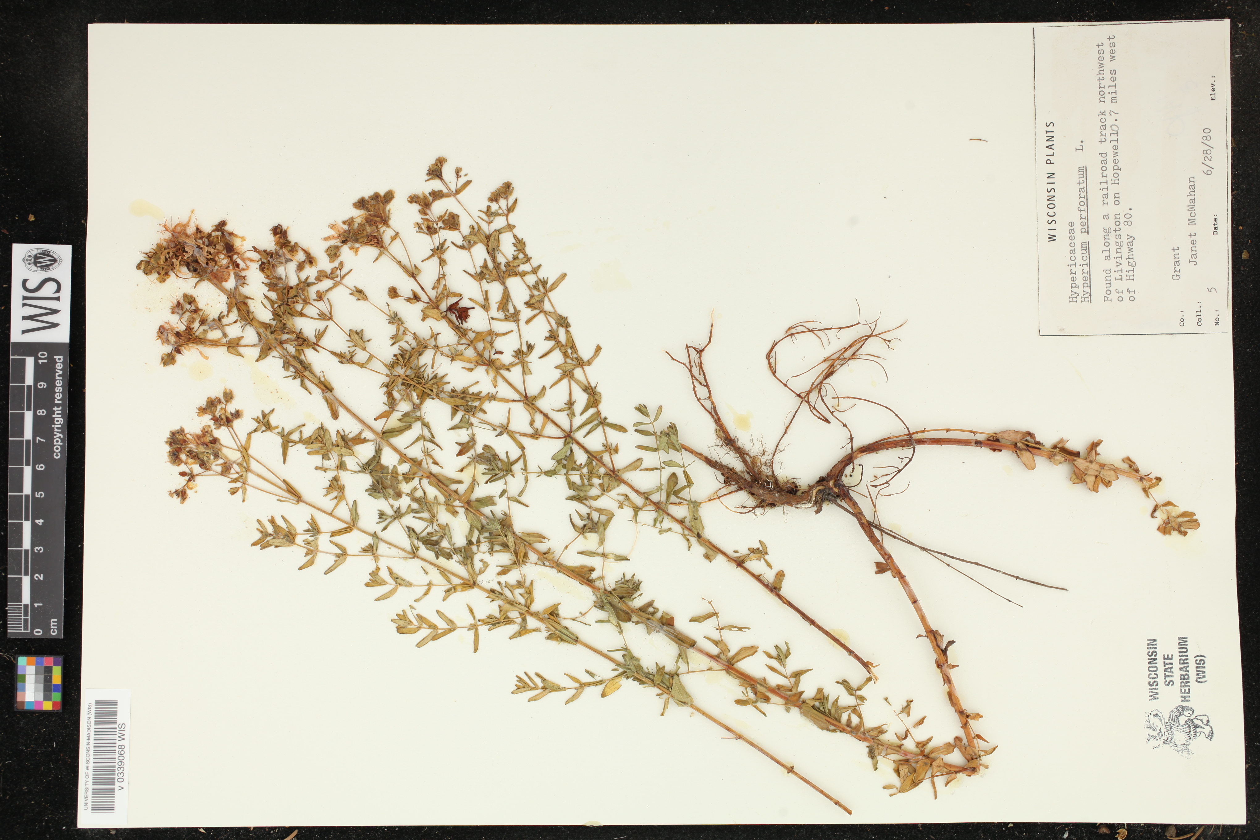 Hypericum perforatum image