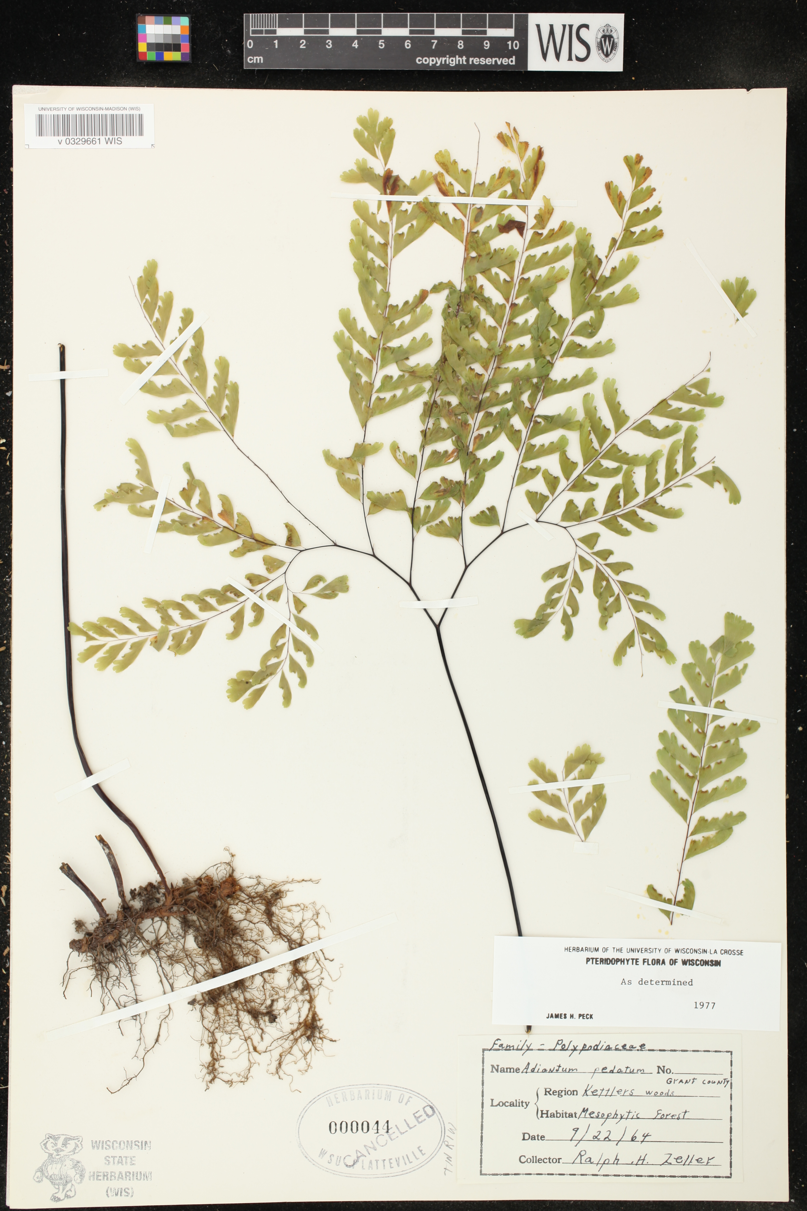 Adiantum pedatum image