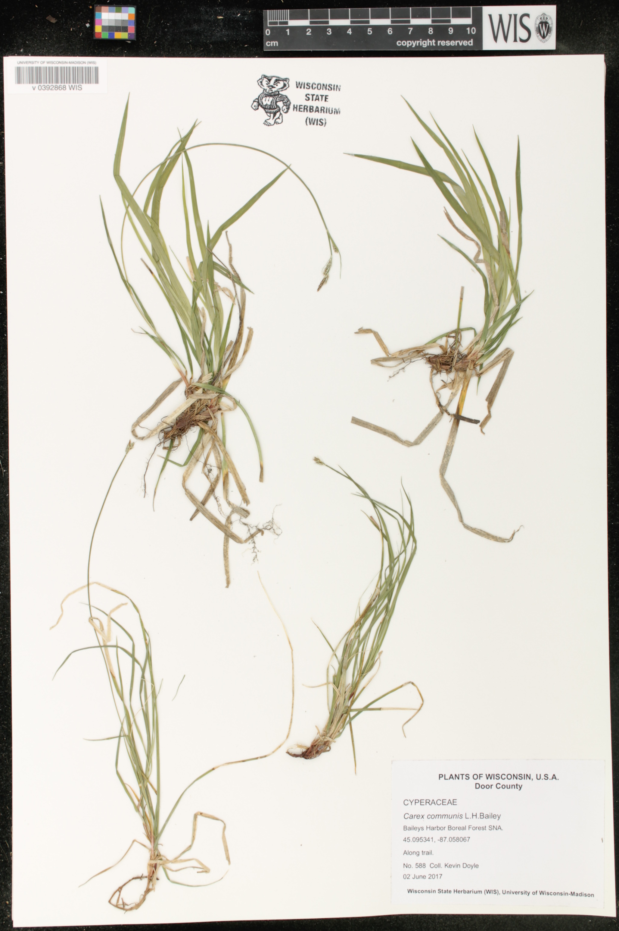 Carex communis image