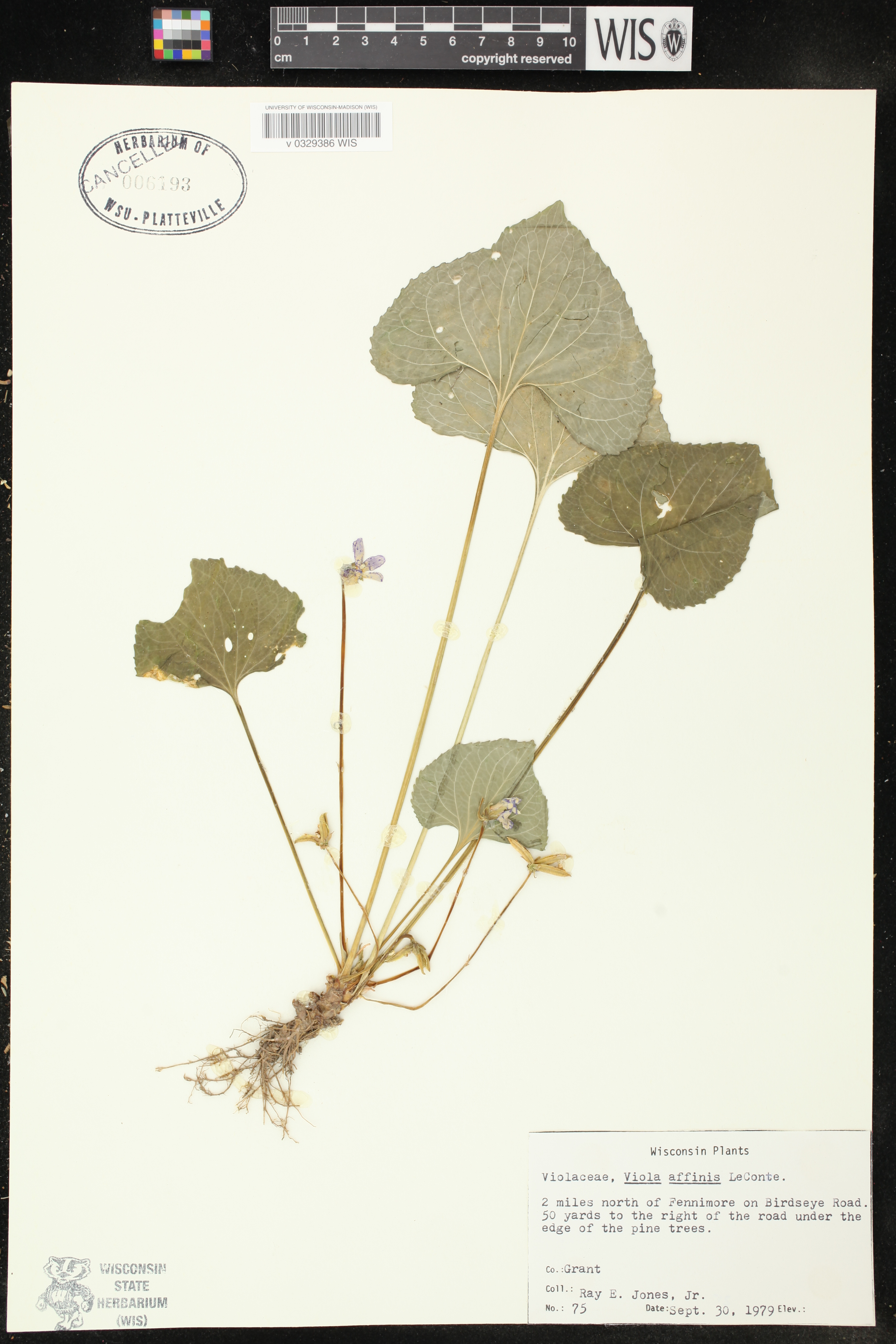 Viola affinis image