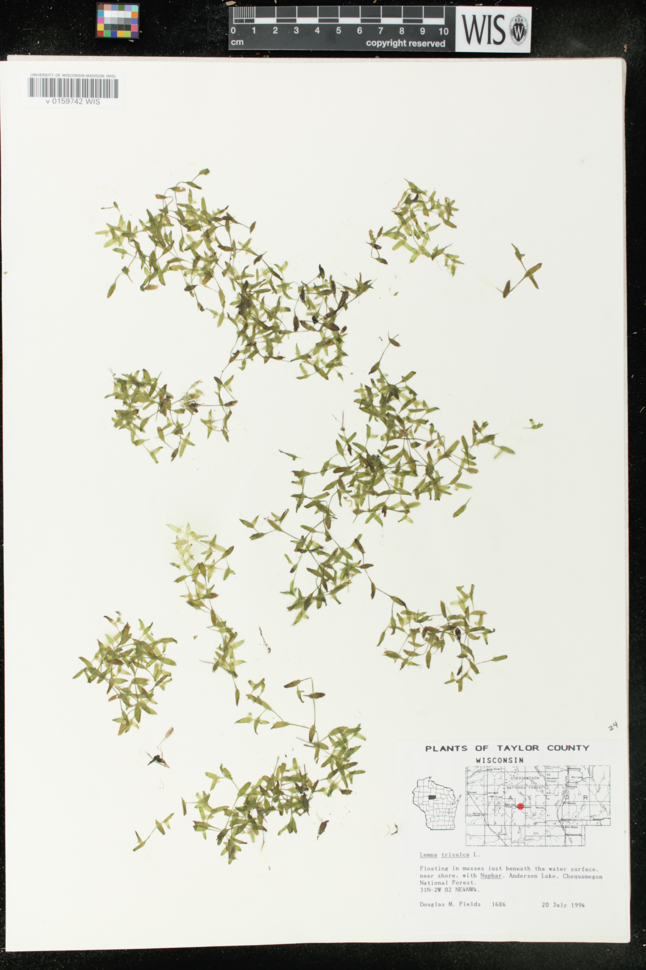Lemna trisulca image