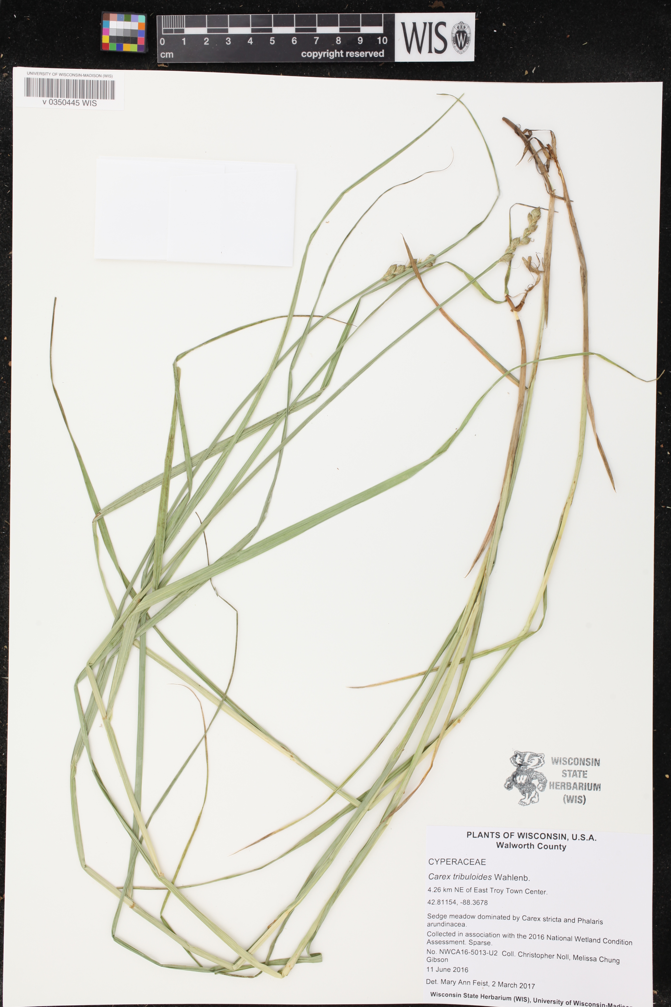 Carex tribuloides image