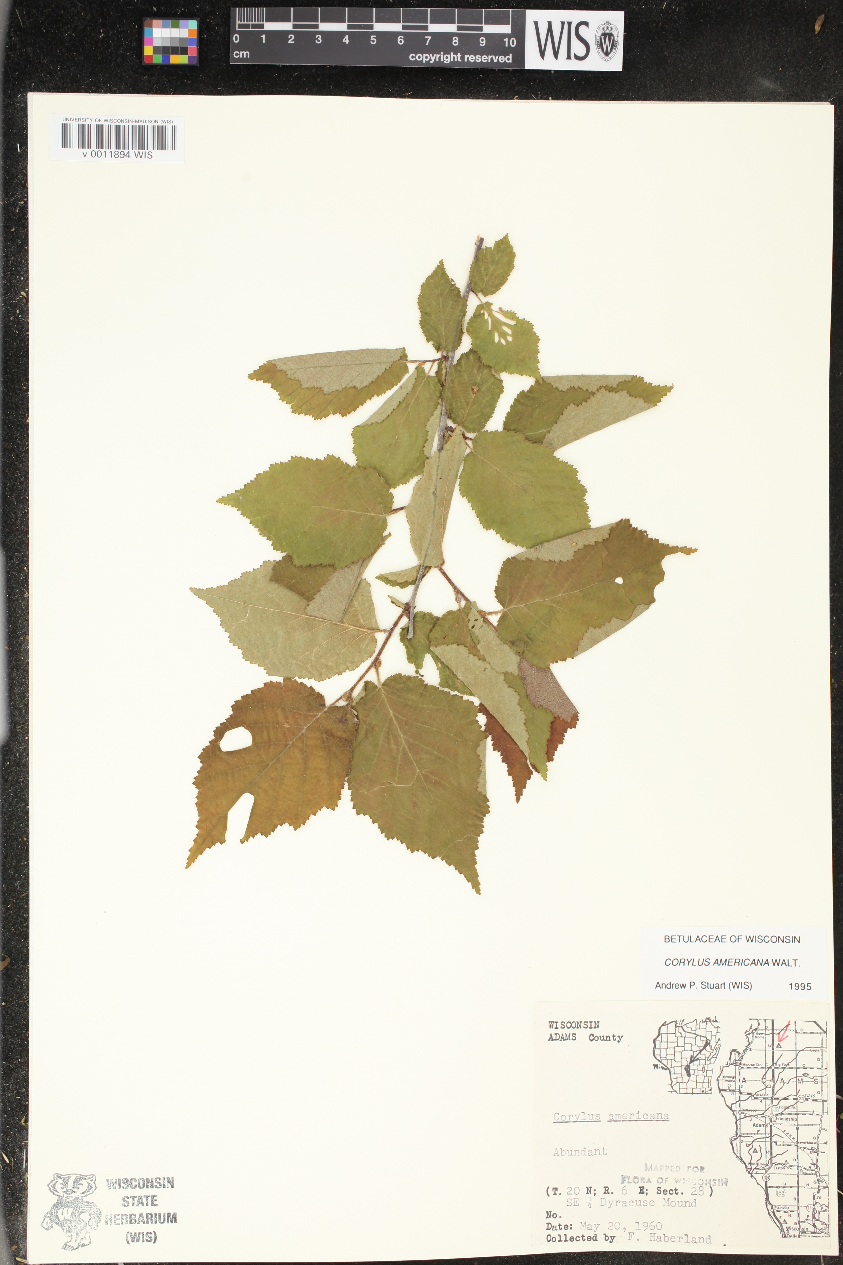 Corylus americana image