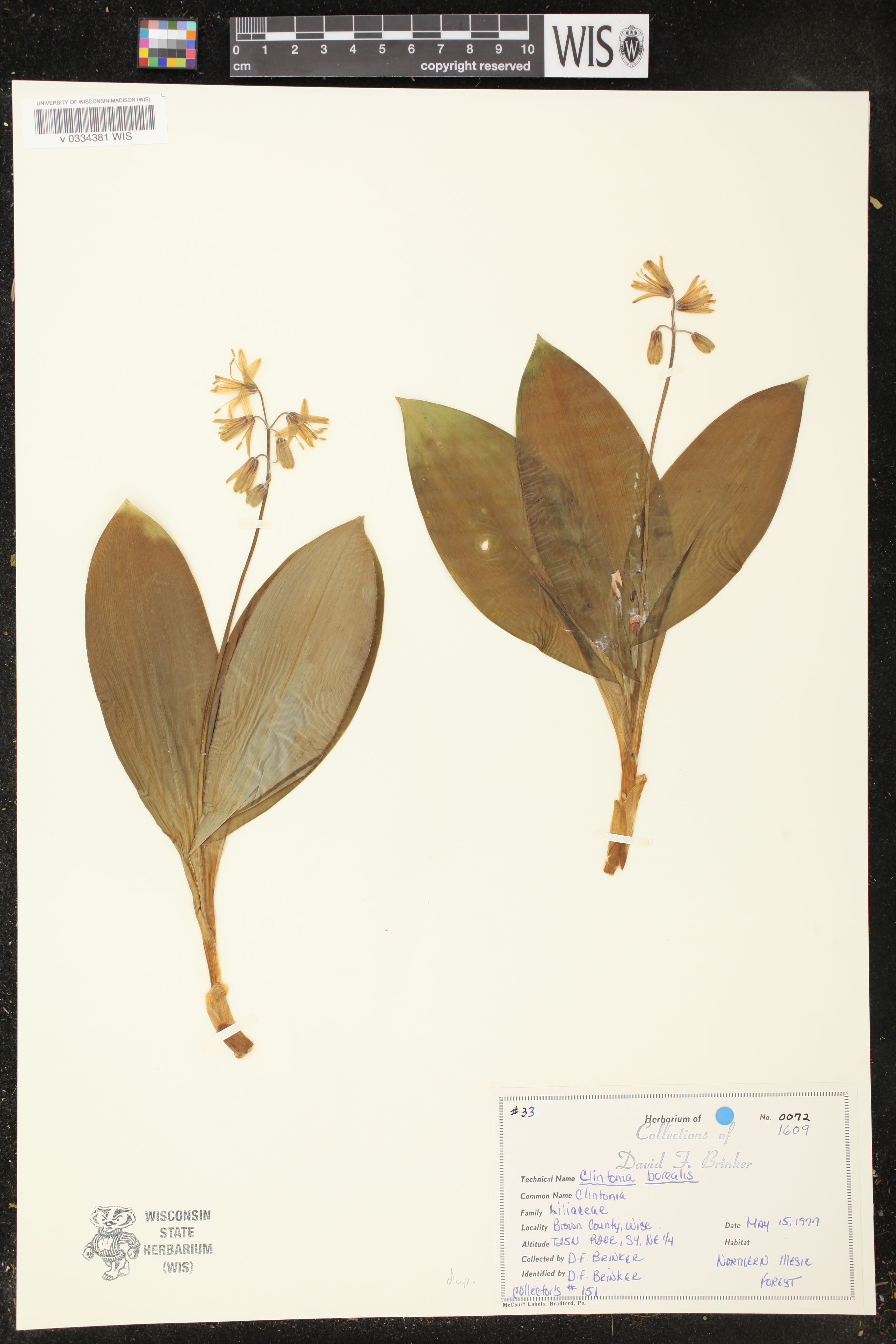 Clintonia borealis image