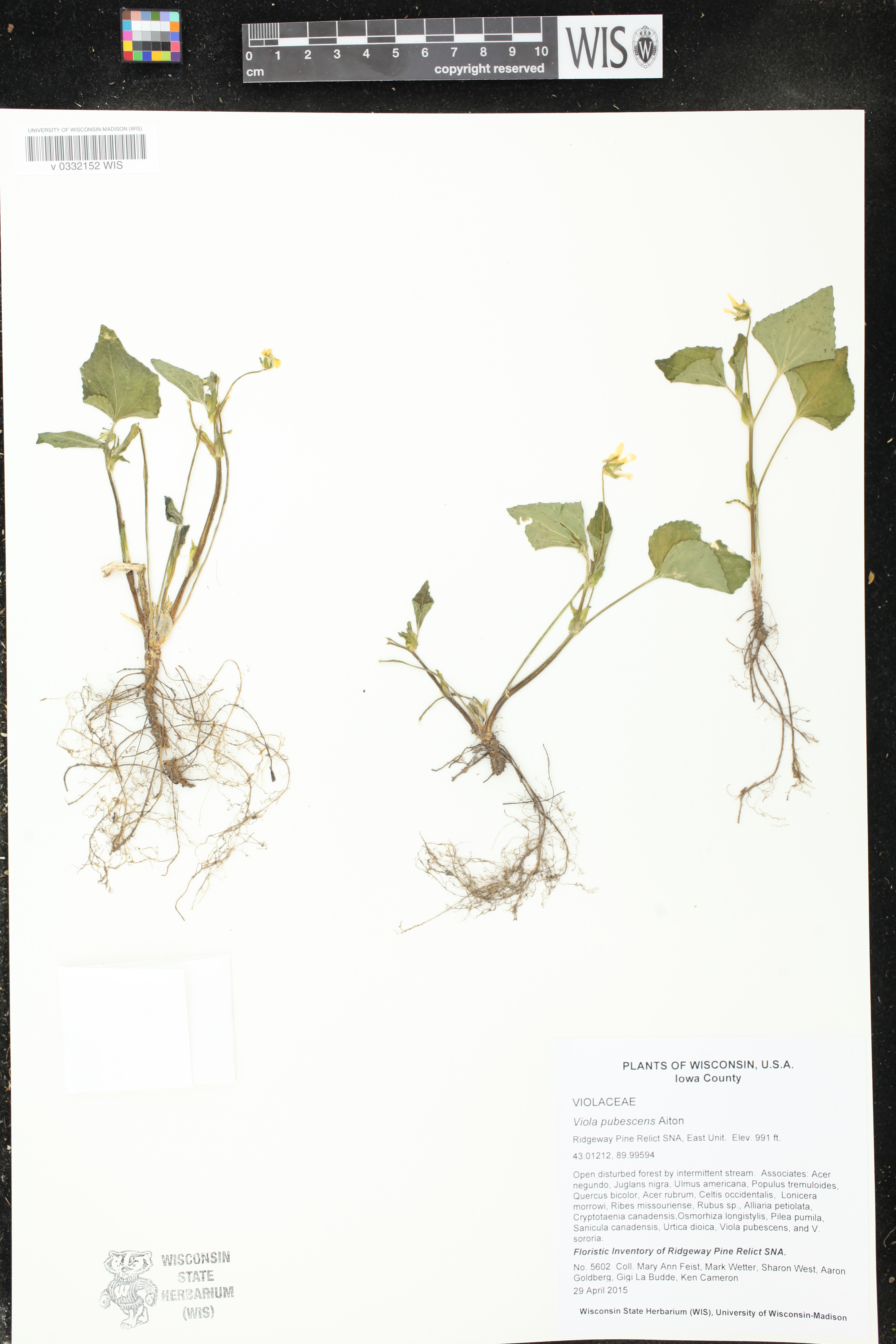 Viola pubescens image