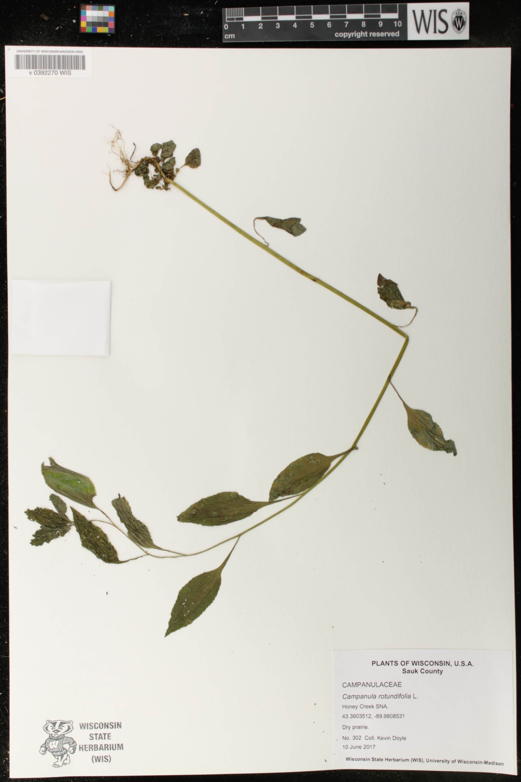 Campanula rotundifolia image