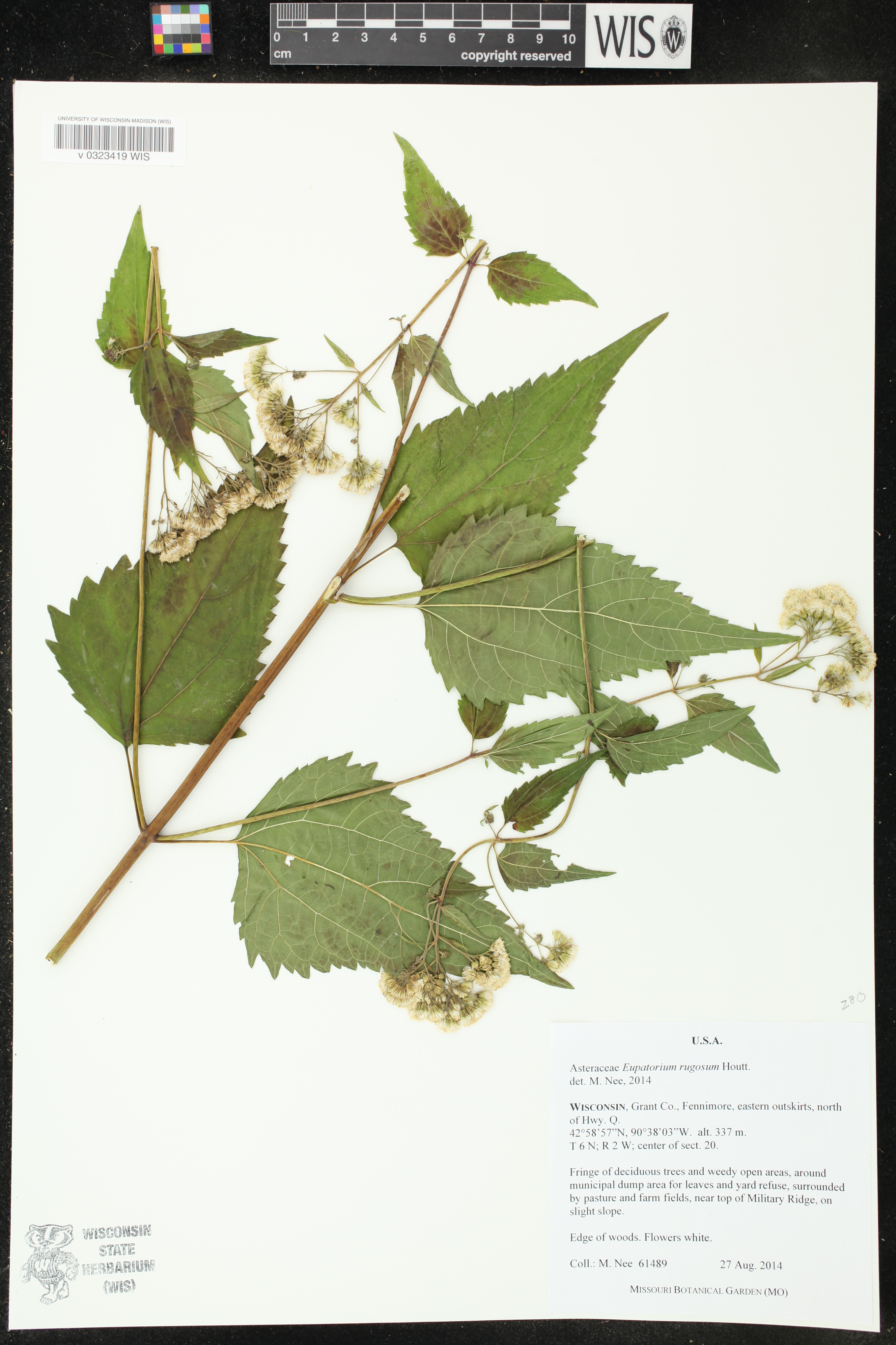 Ageratina altissima subsp. altissima image