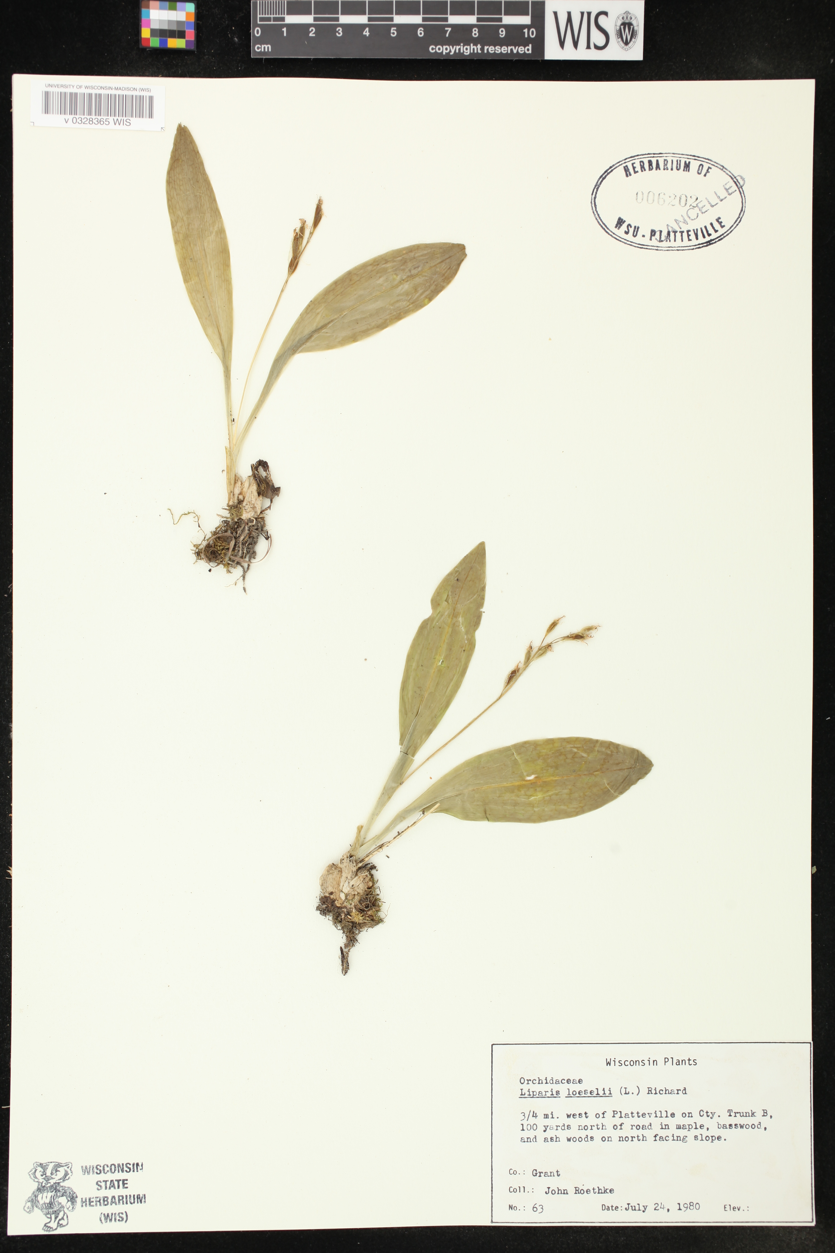 Liparis liliifolia image