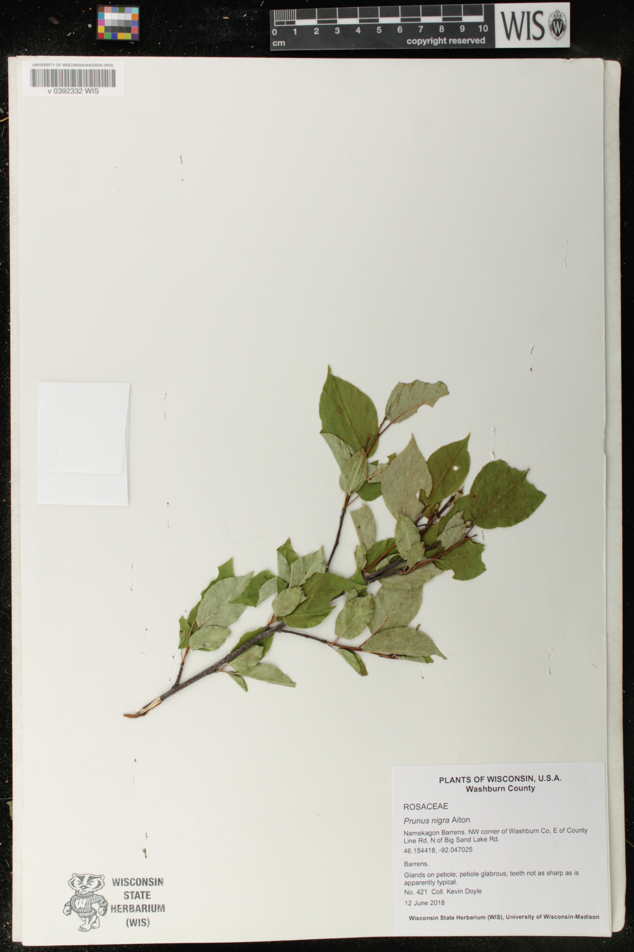 Prunus americana image