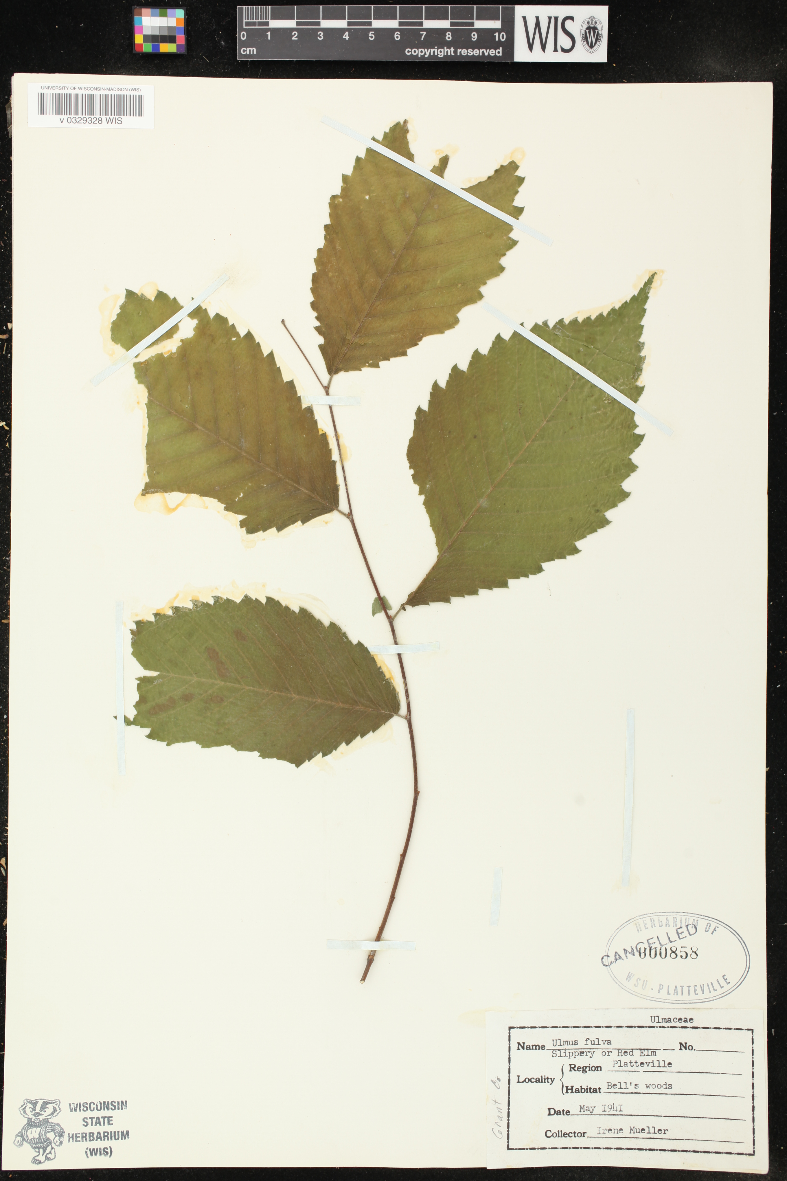 Ulmus rubra image