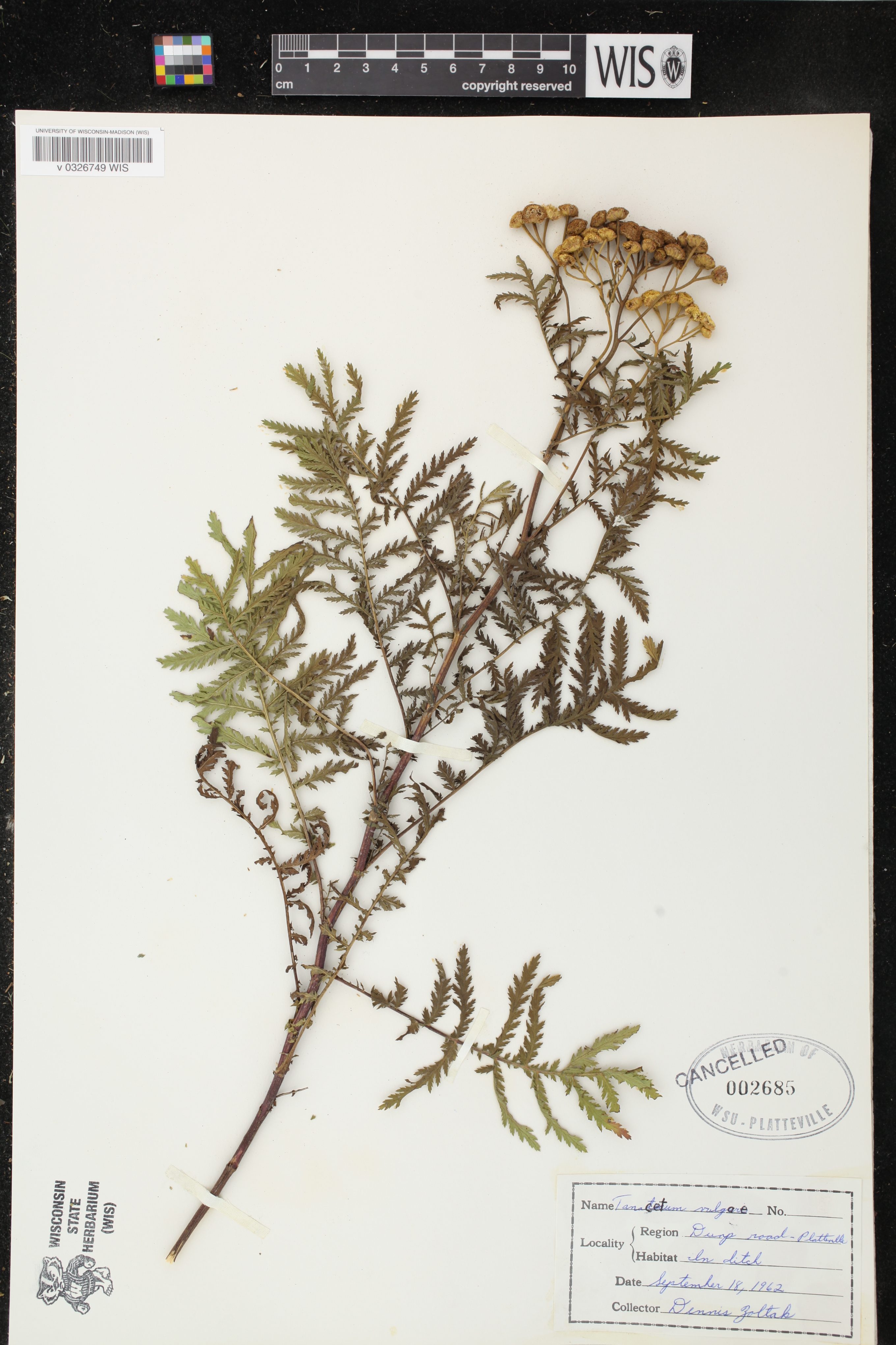Tanacetum vulgare image