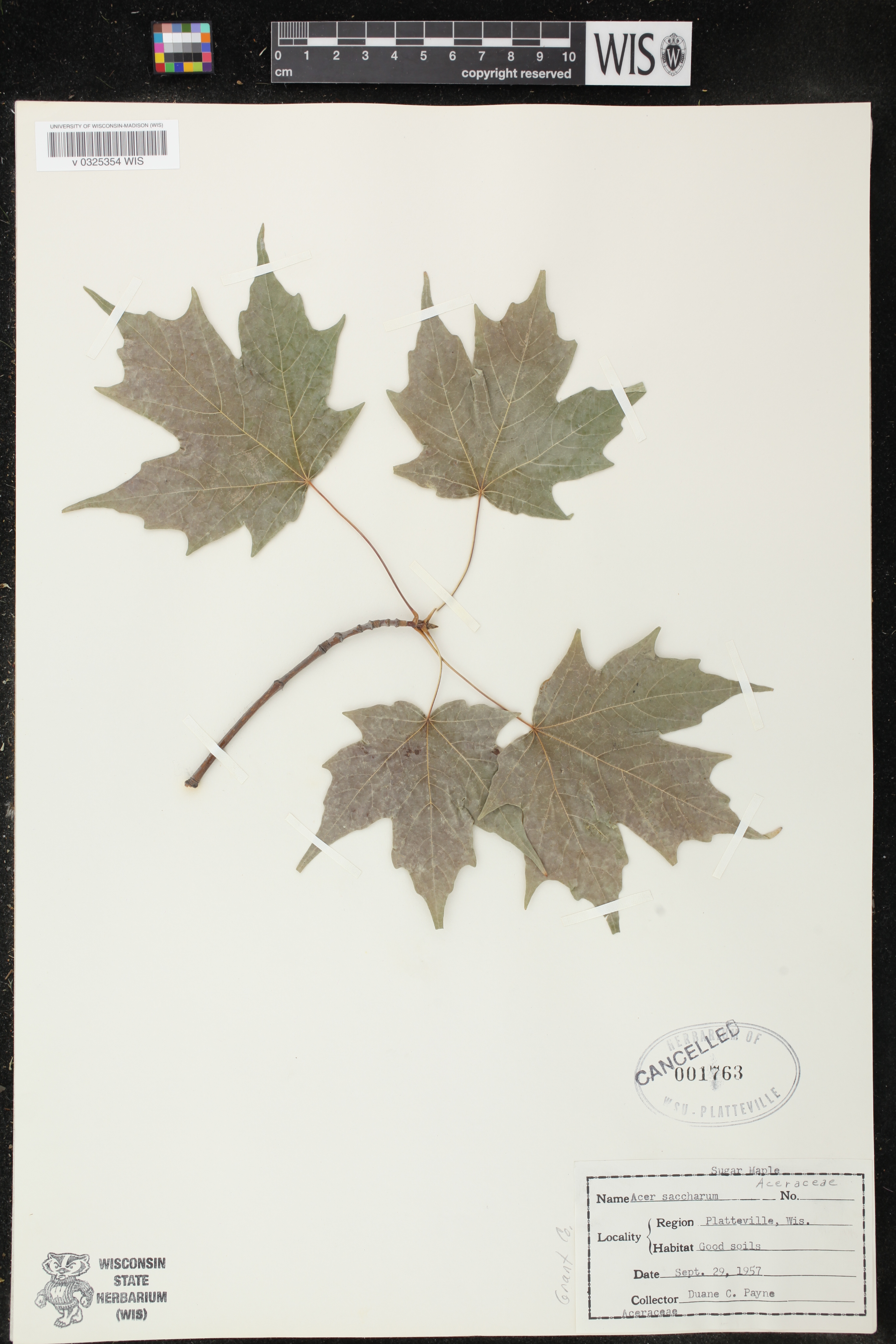 Acer saccharum image