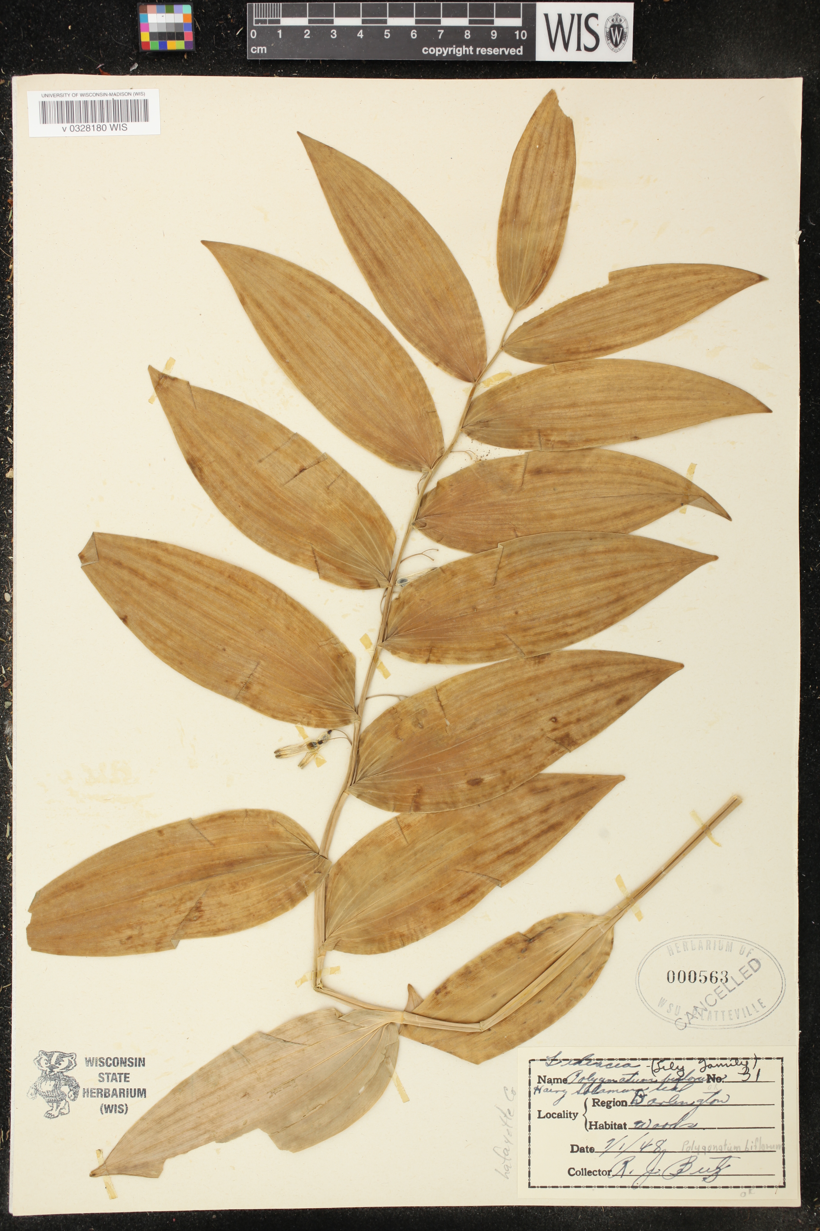 Polygonatum biflorum image