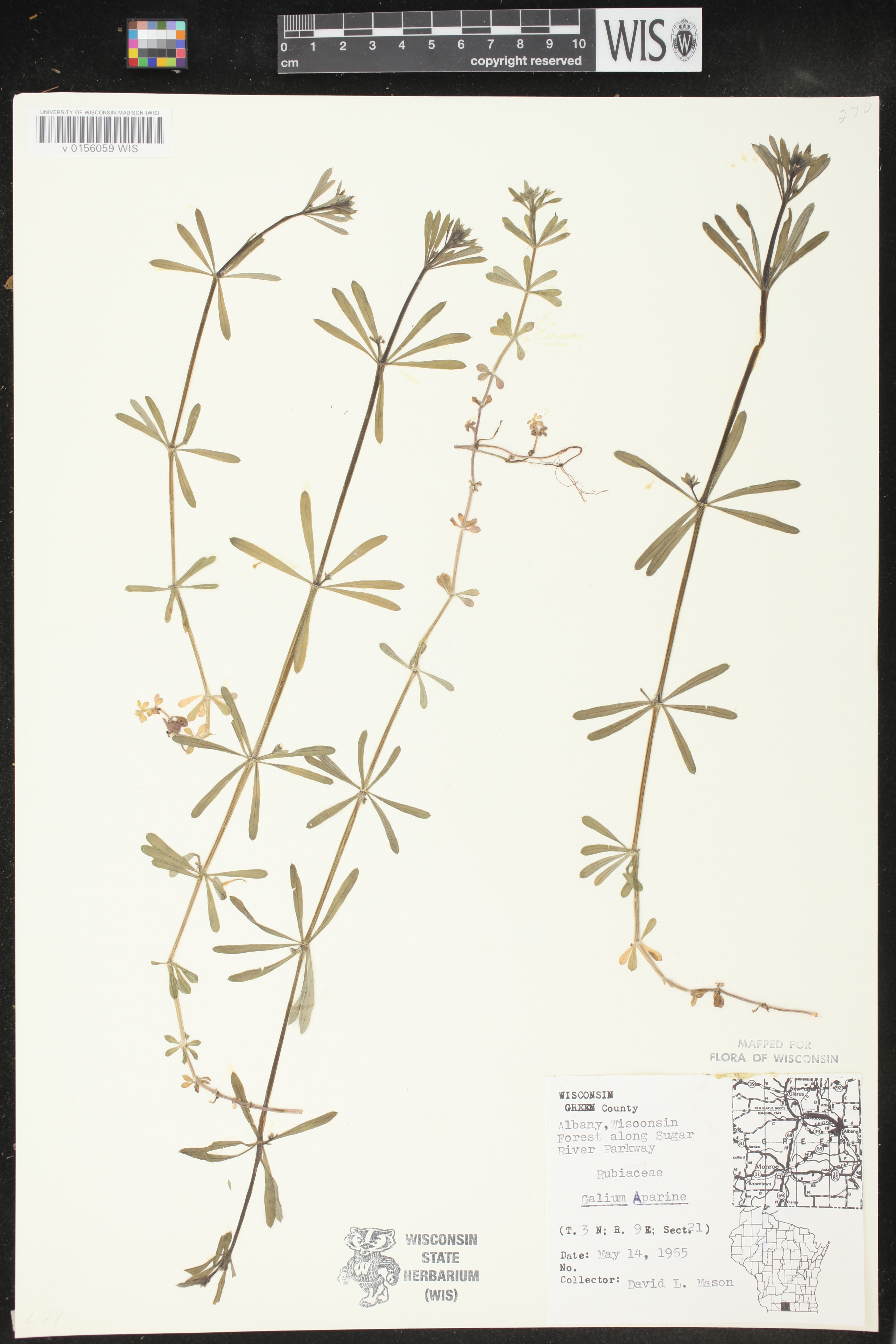 Galium aparine image