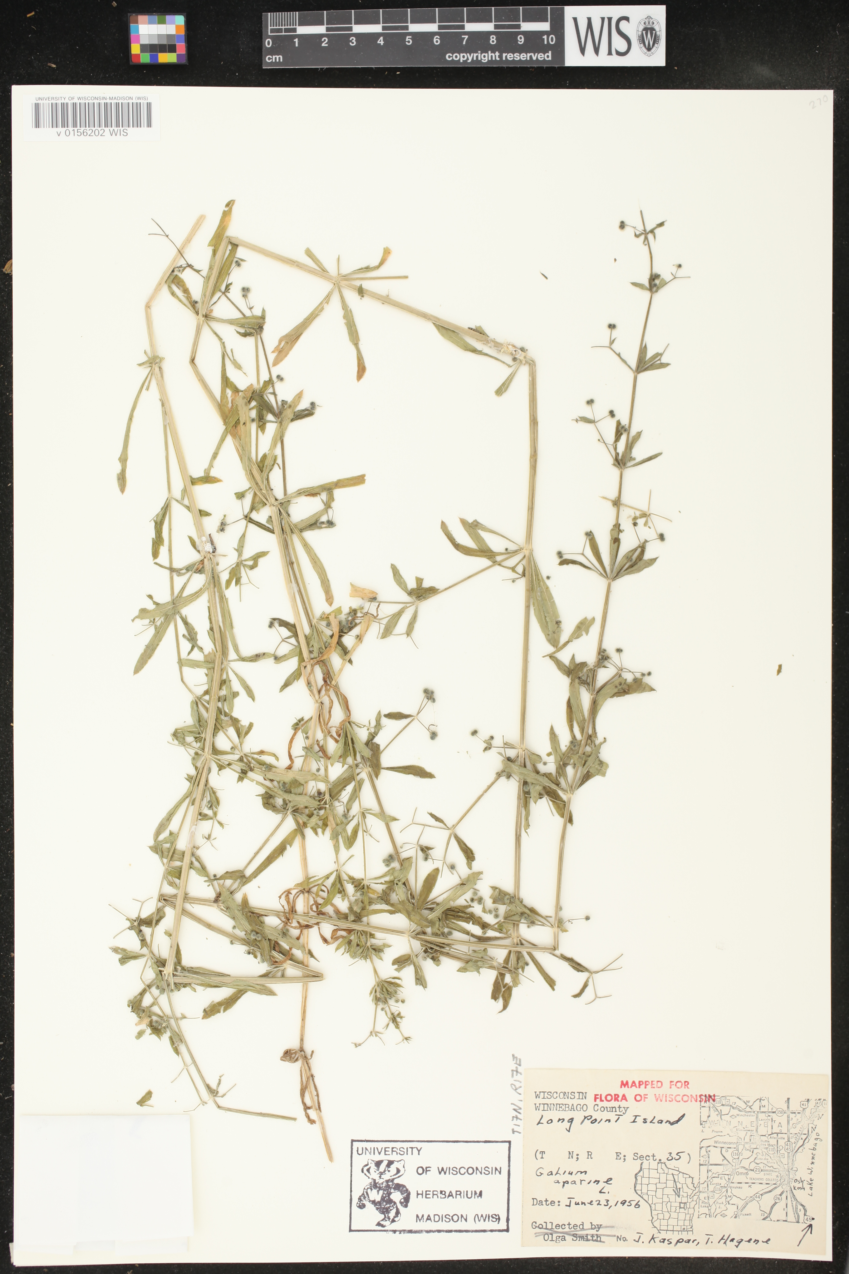 Galium aparine image