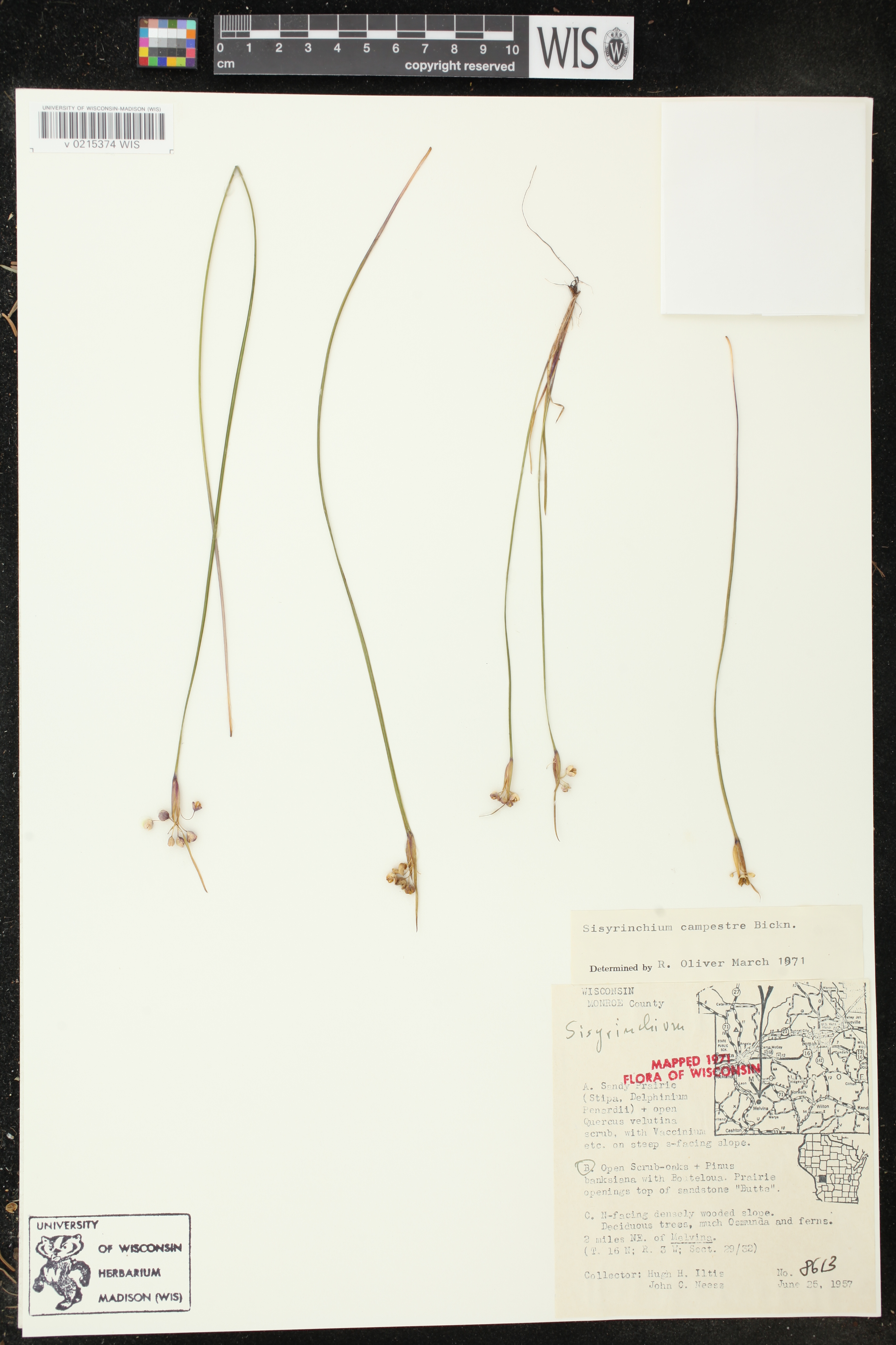Sisyrinchium campestre image