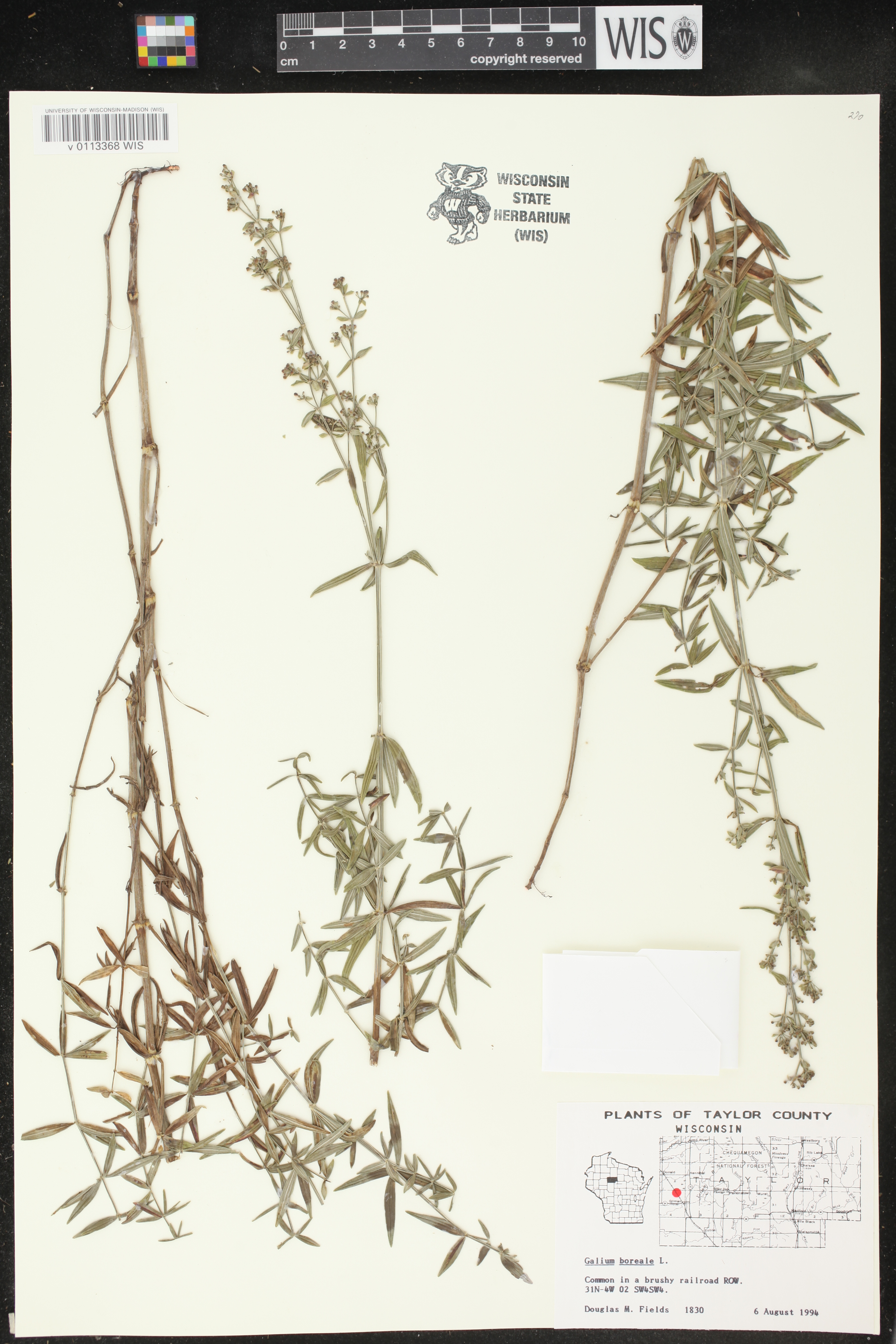 Galium boreale image