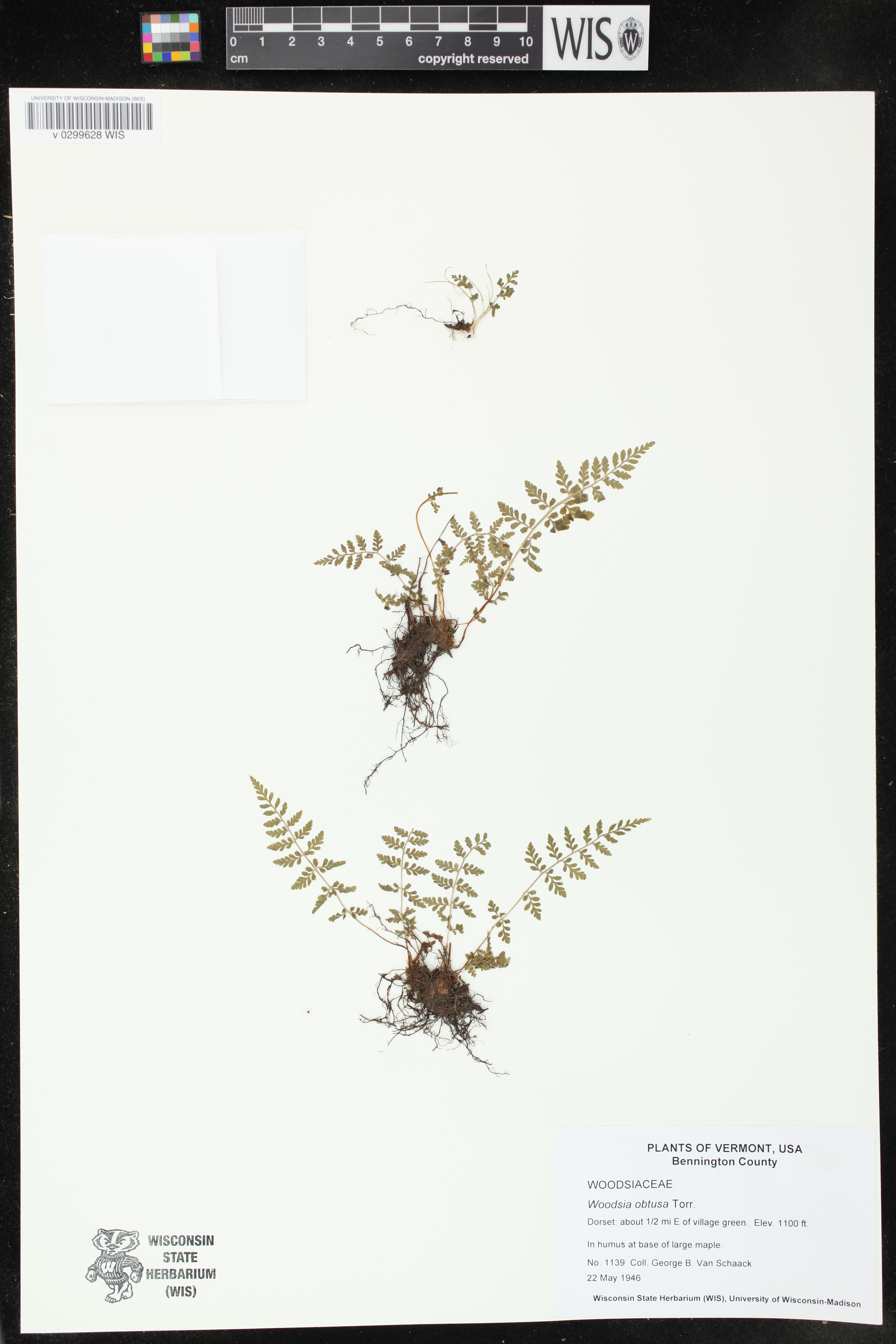 Image of Woodsia obtusa