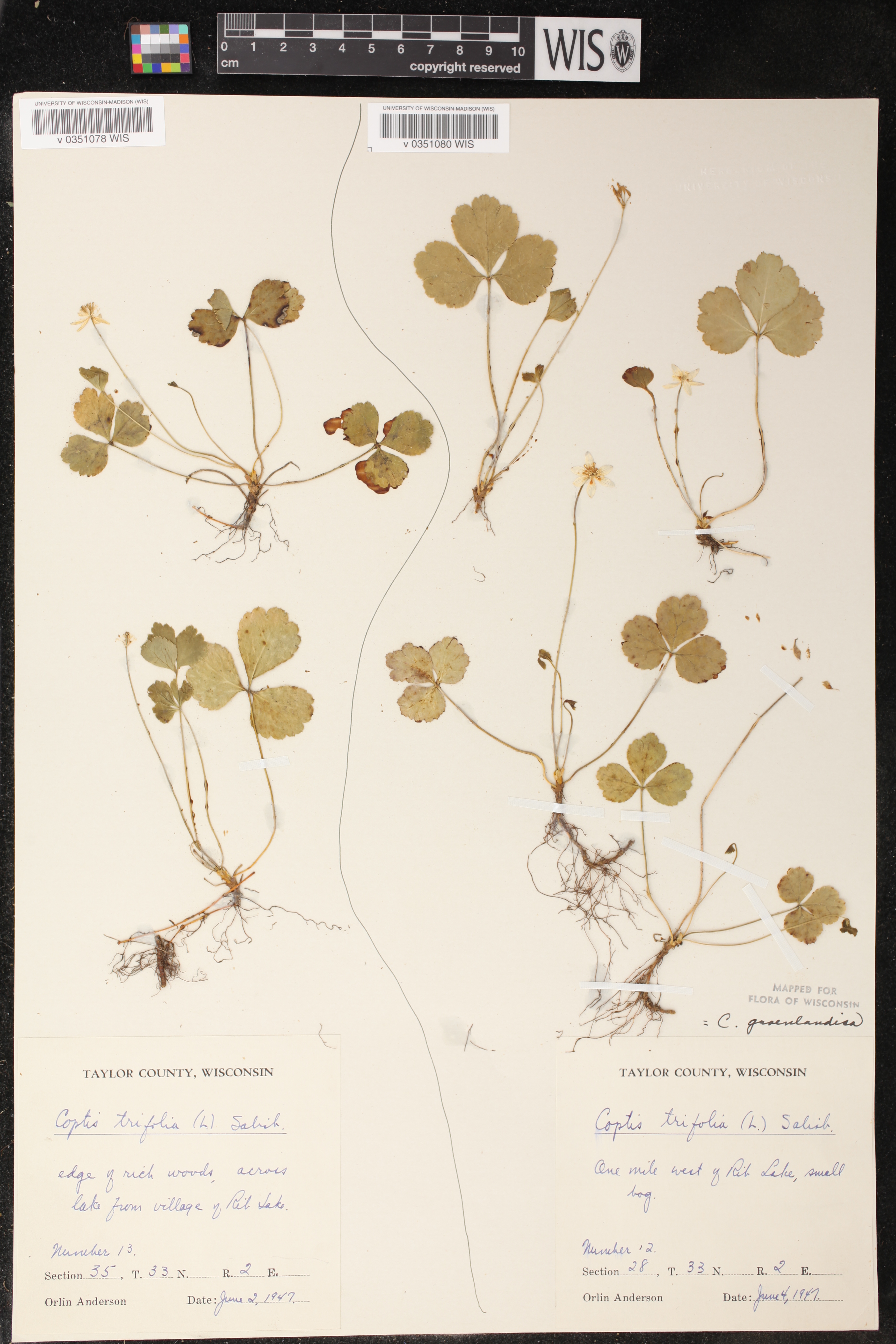 Coptis trifolia image