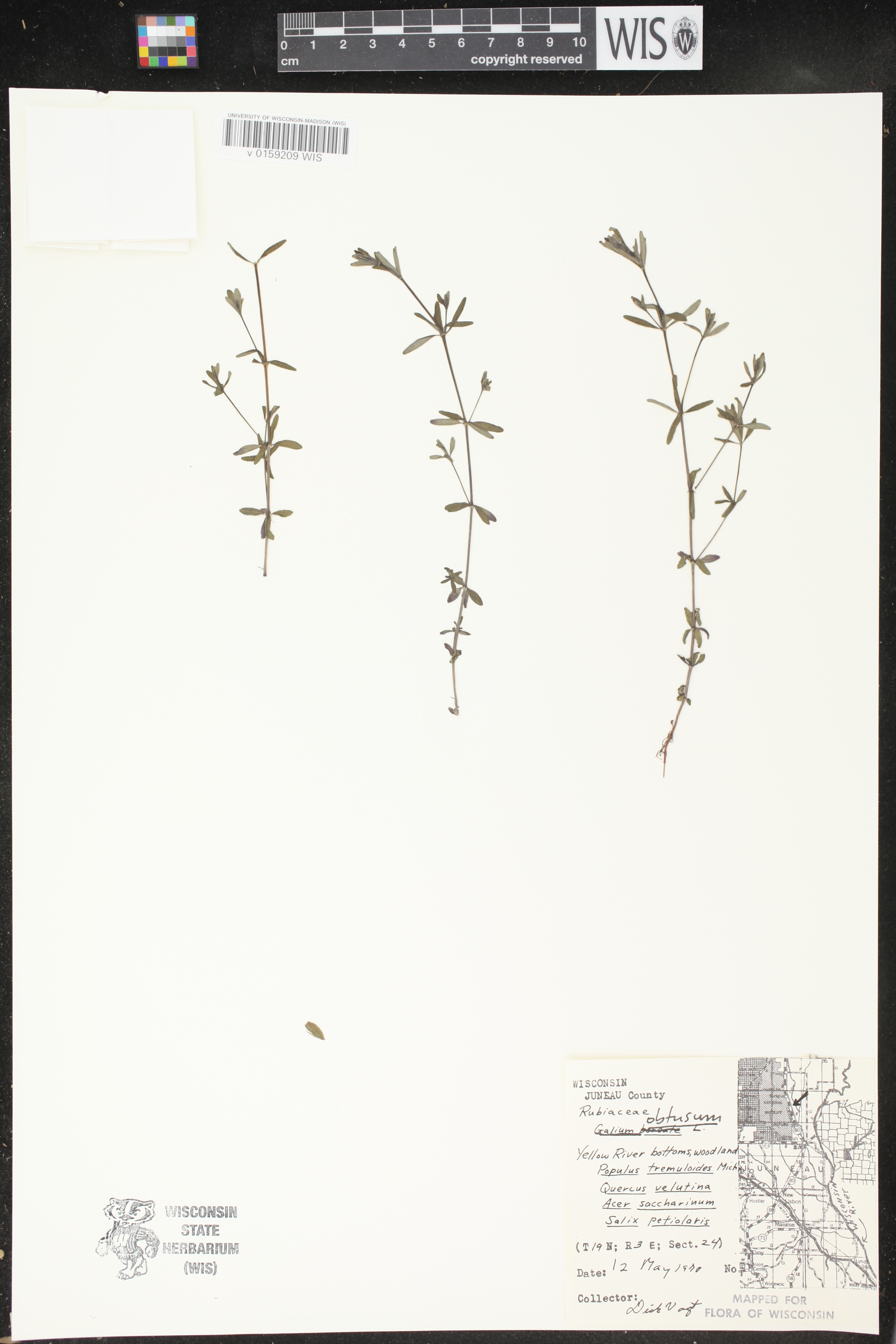 Galium obtusum subsp. obtusum image