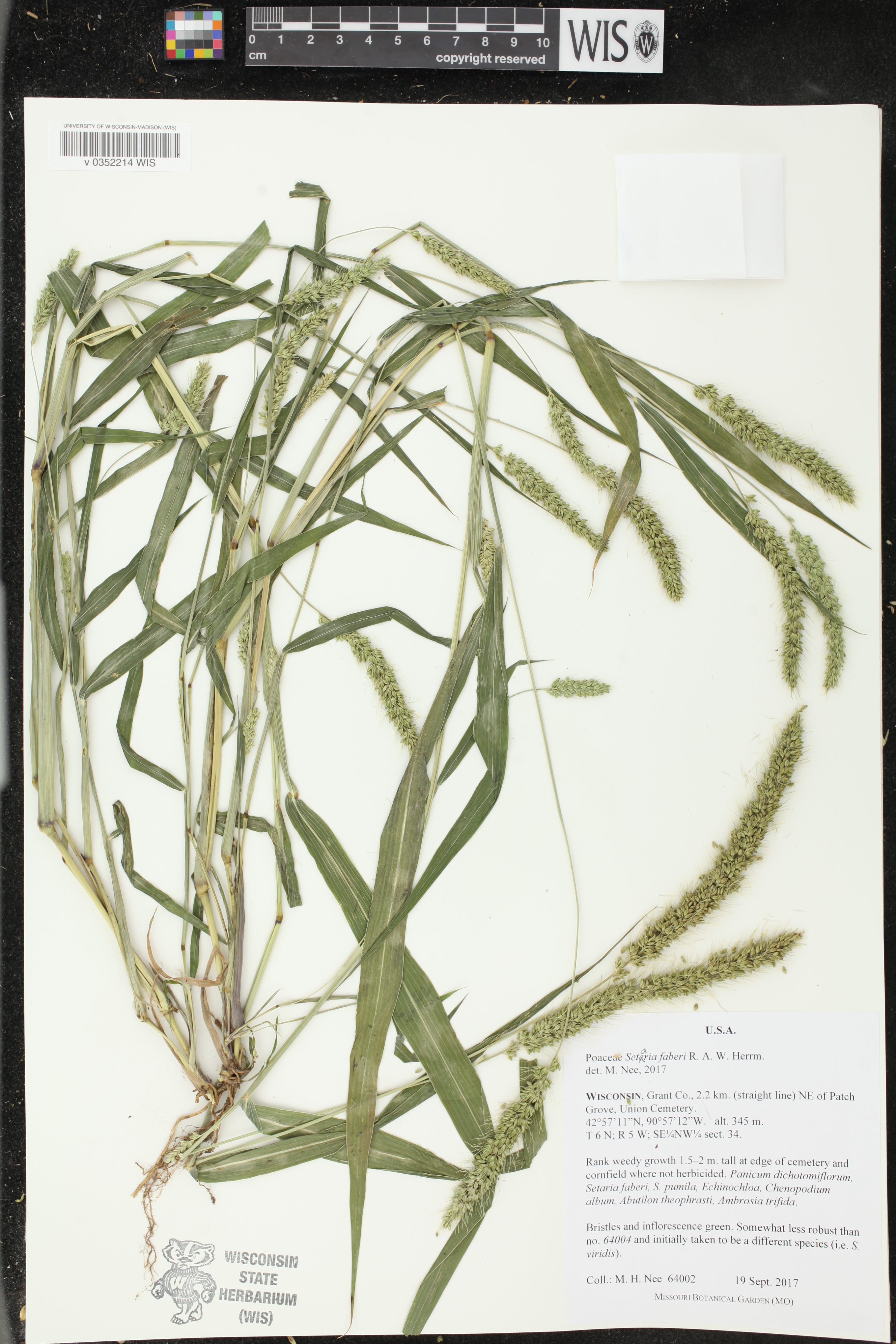 Setaria faberi image