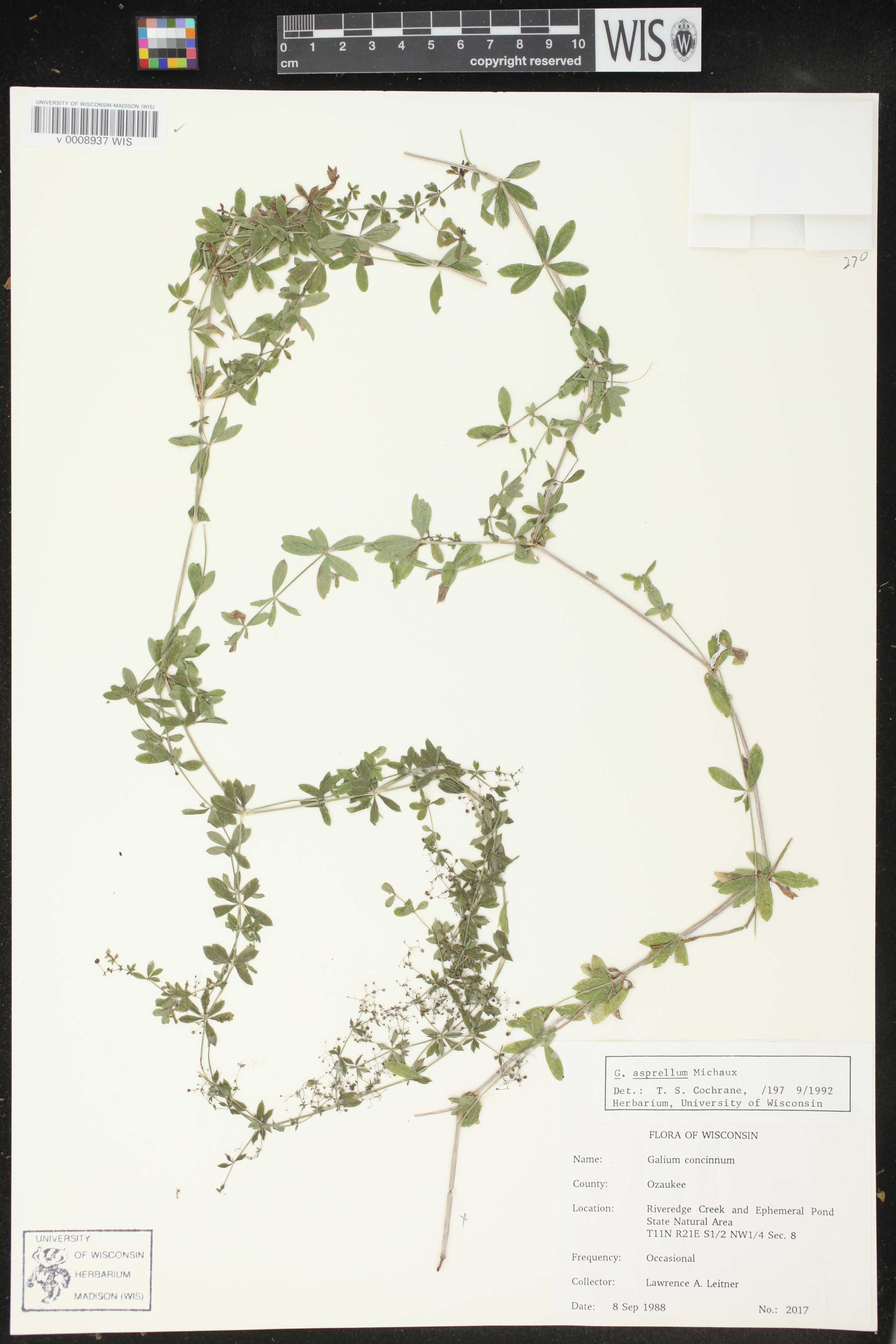 Galium asprellum image