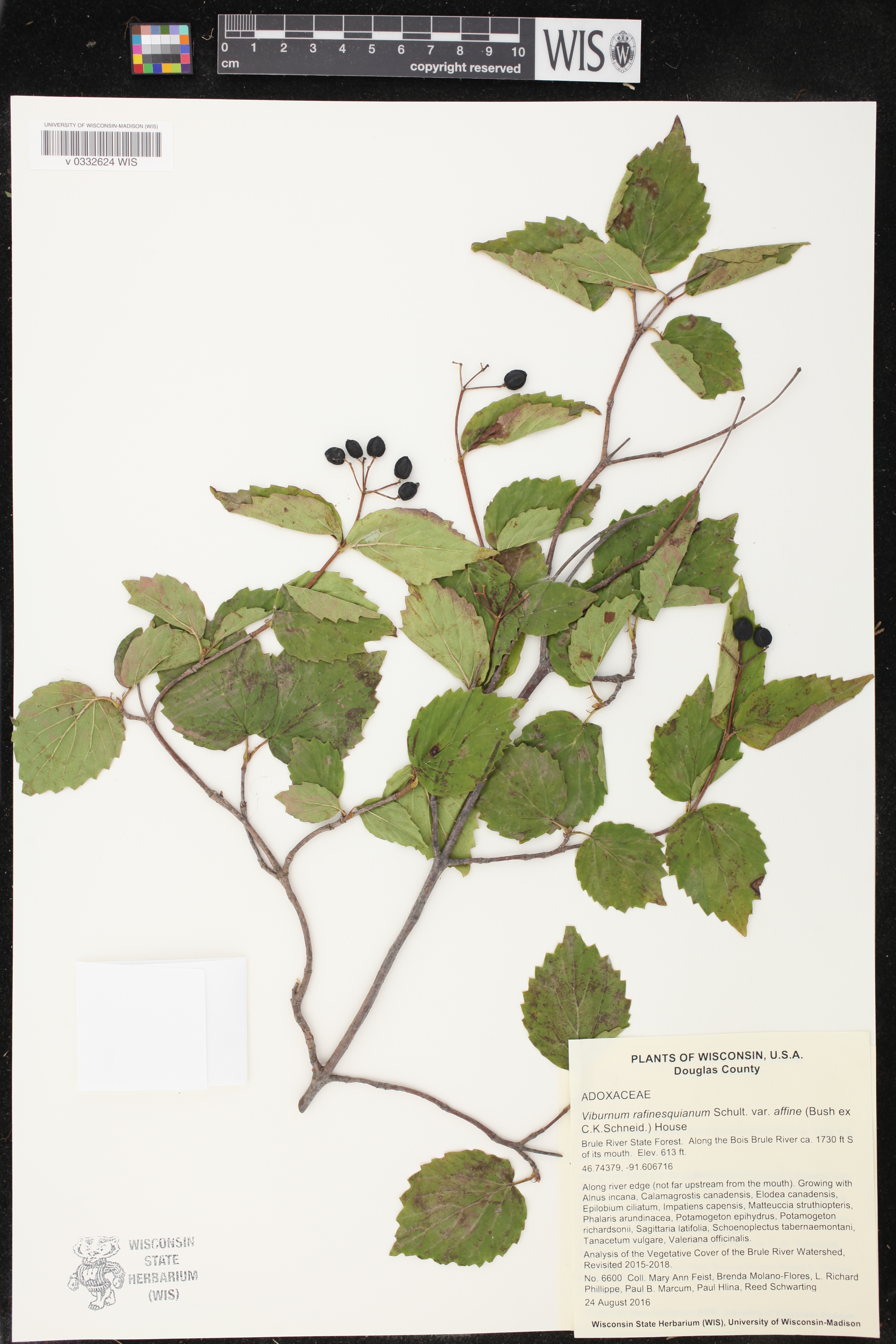 Viburnum rafinesquianum image
